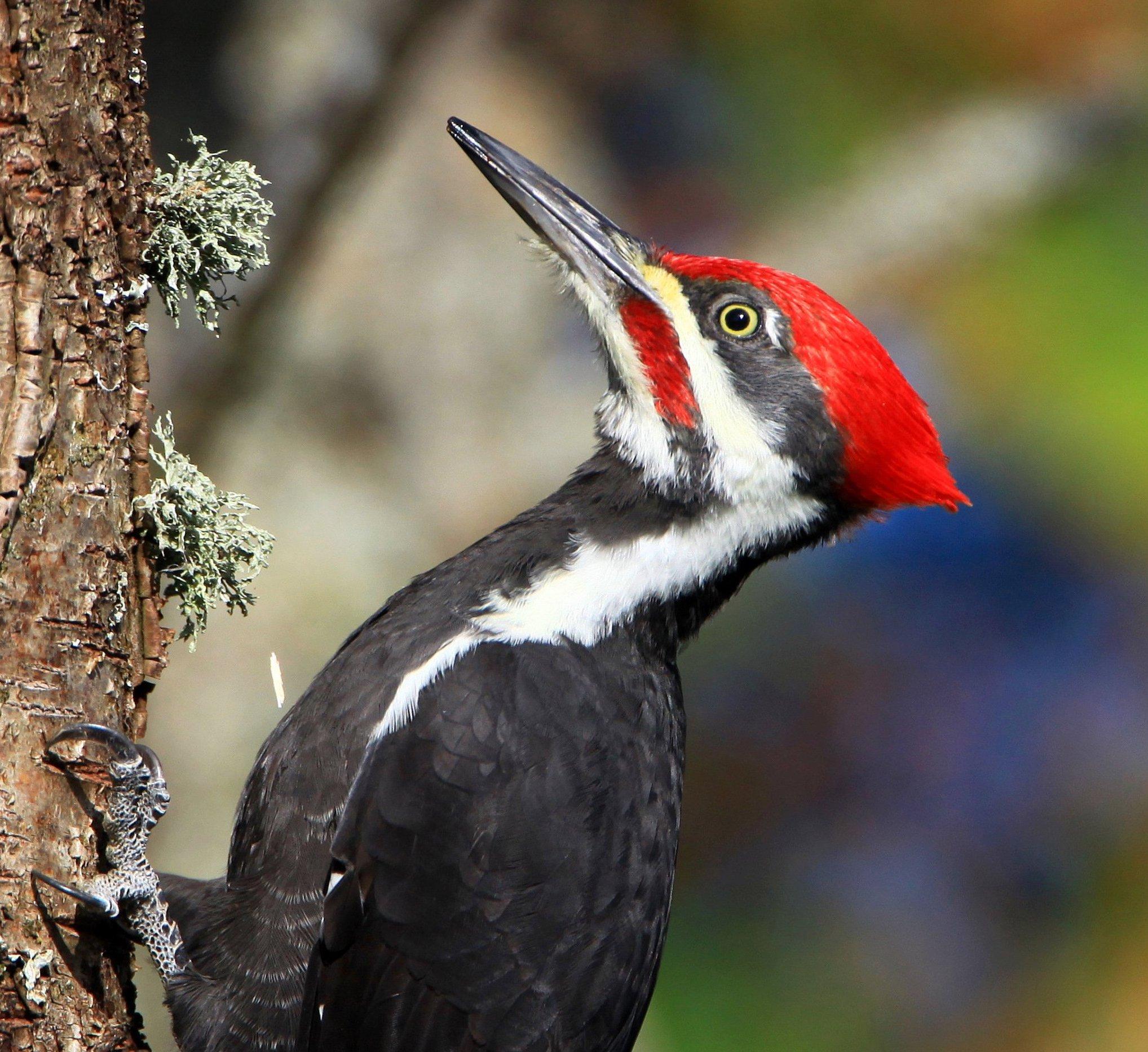 Woodpeckers Enjoy Ash Borers | WGLT