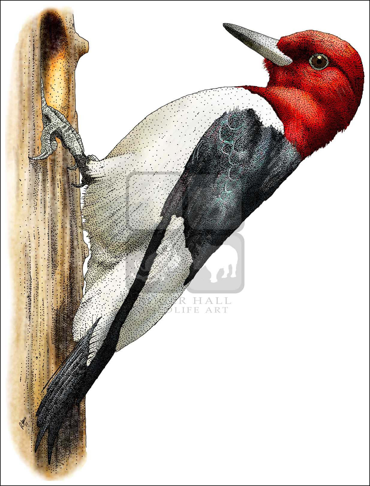 Red-Headed Woodpecker (Melanerpes erythocephalus) Line Art and Full ...