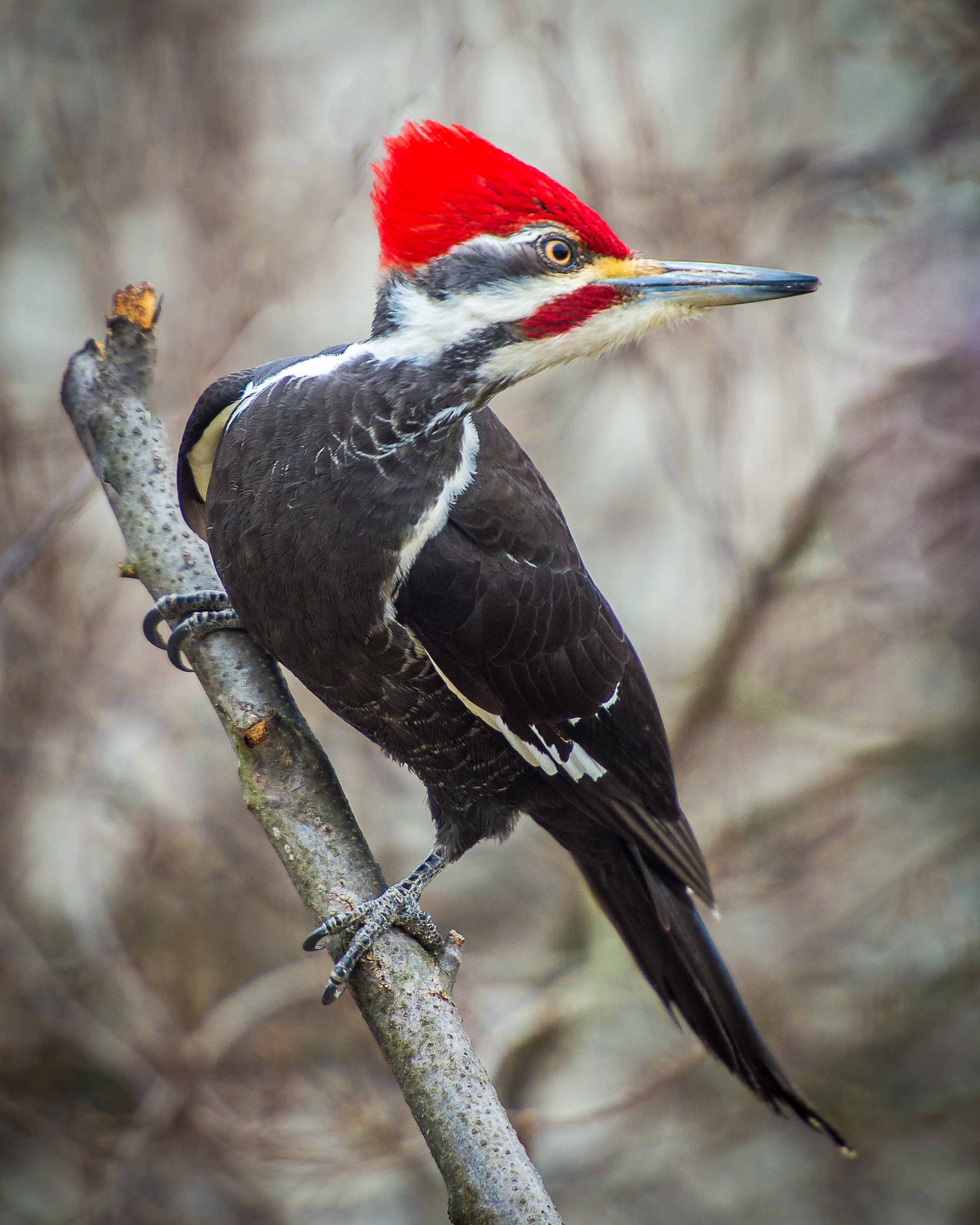 Pileated Woodpecker | Sally Wood Nature Photography