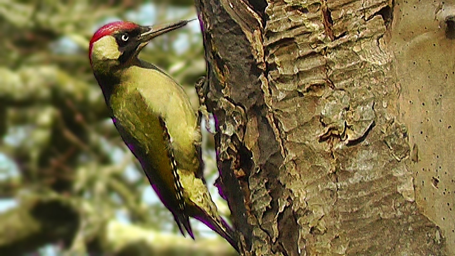 Green Woodpecker and Great Spotted Woodpecker : Birds Nest Building ...