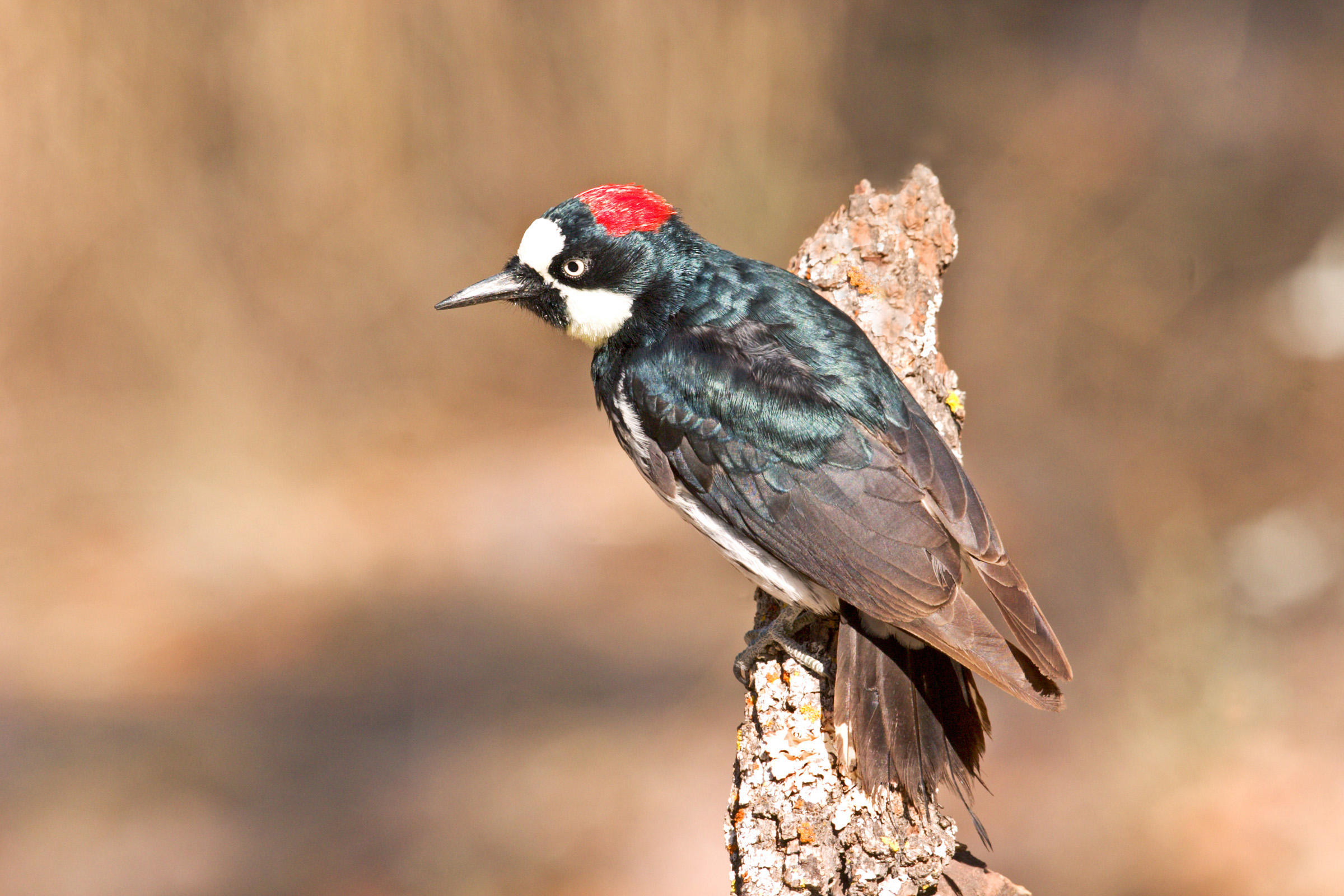 Acorn Woodpecker | Audubon Field Guide