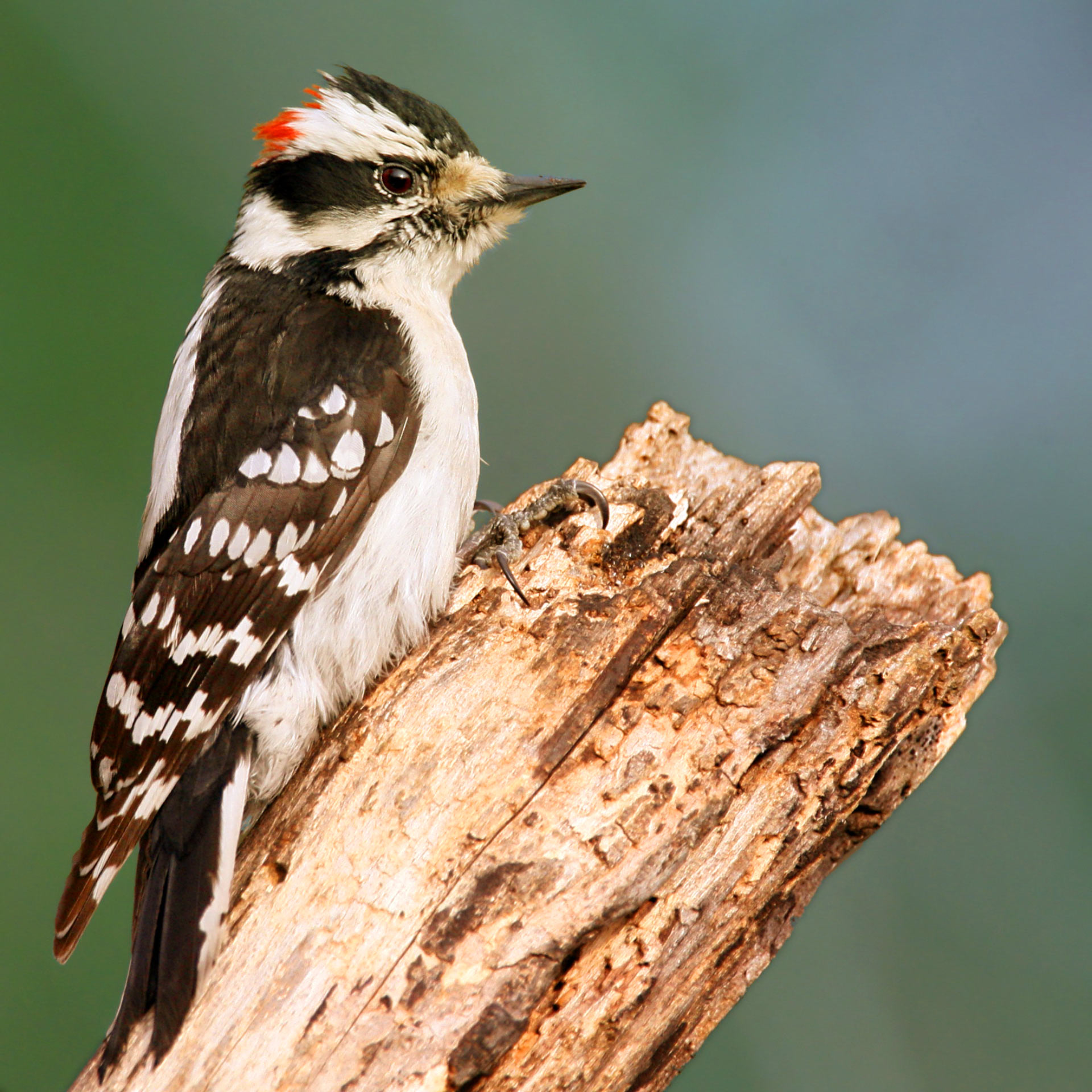 Woodpeckers Show Signs of What Looks Like Brain Damage in Humans ...