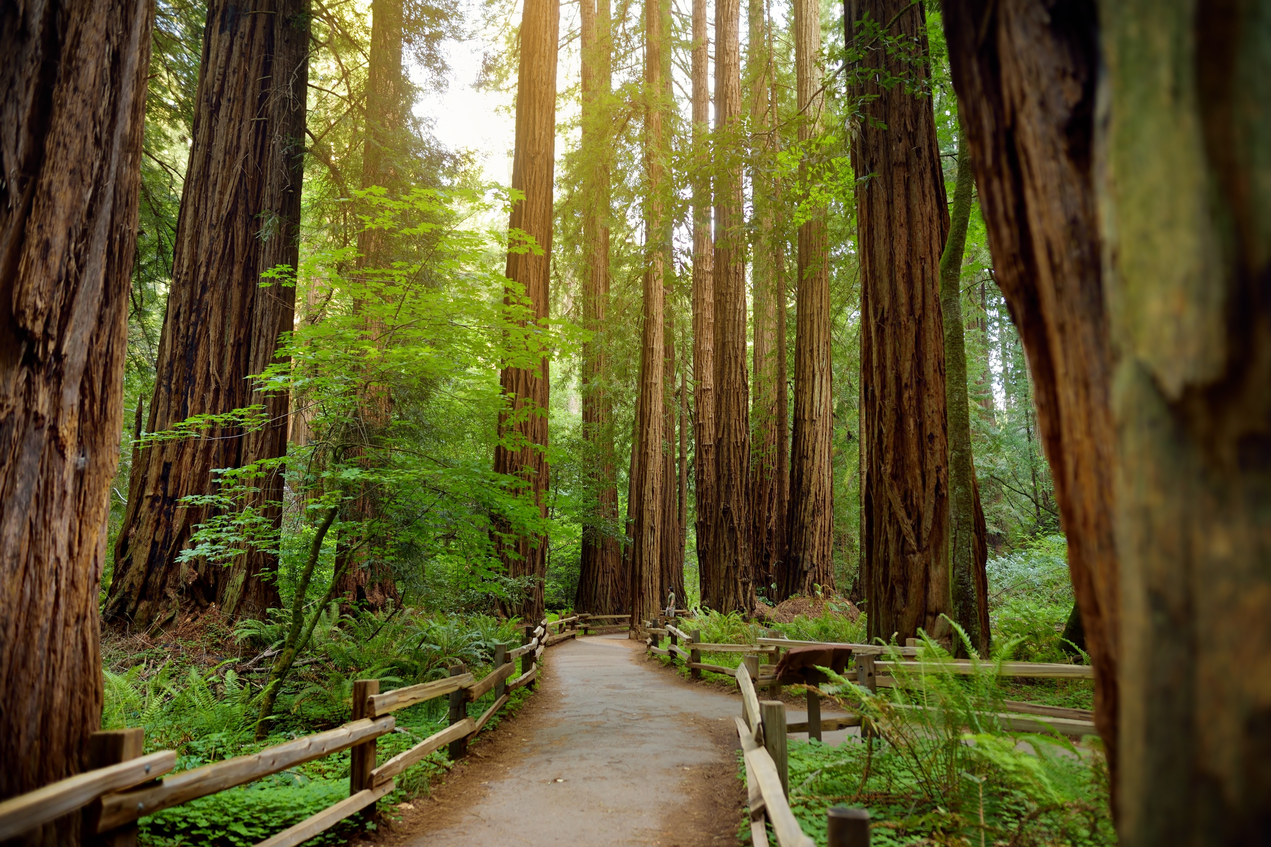 How to Beat the Crowds at Muir Woods | Via Magazine