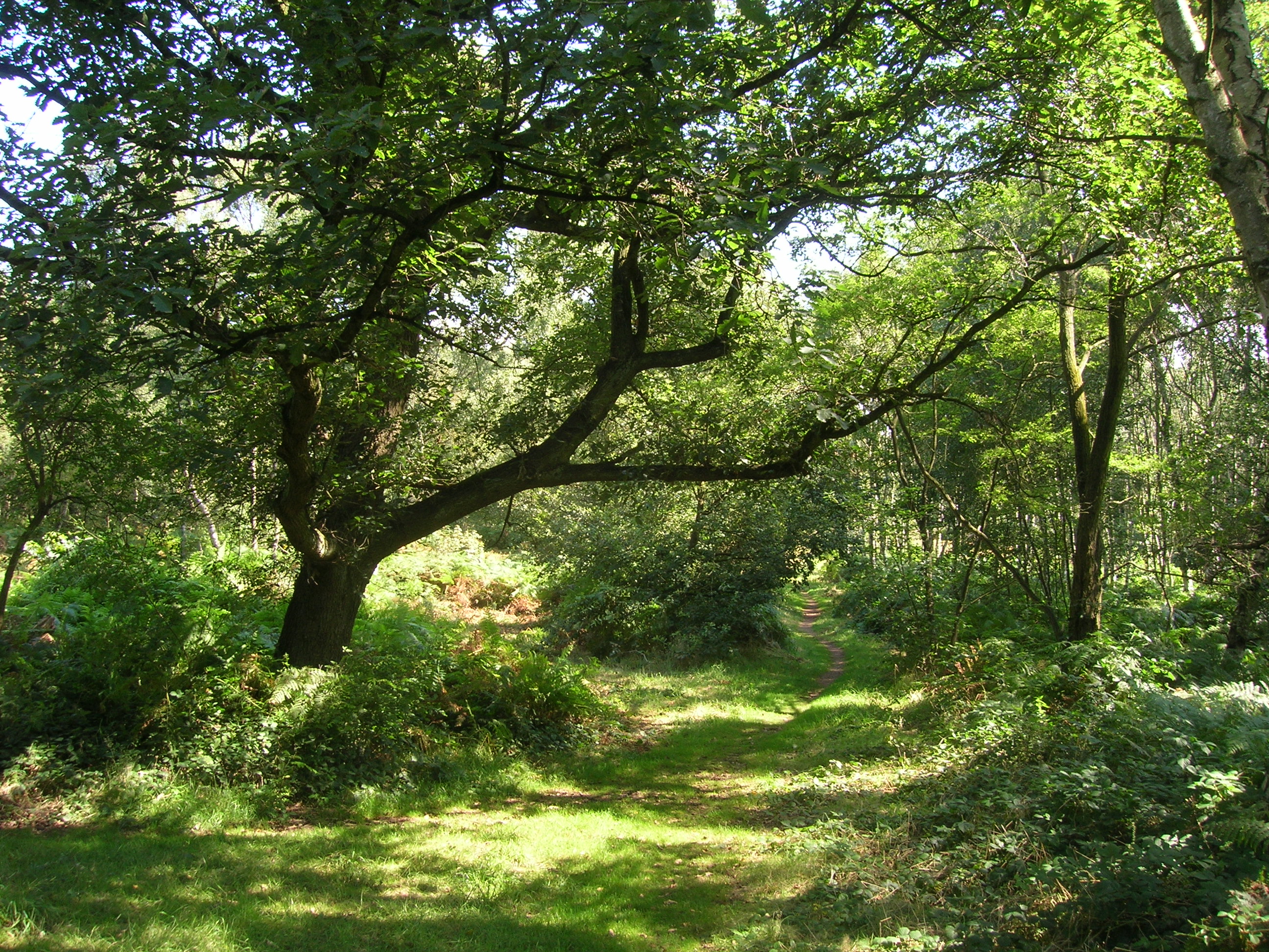 Cockglode and Rotary Woods | Nottinghamshire County Council