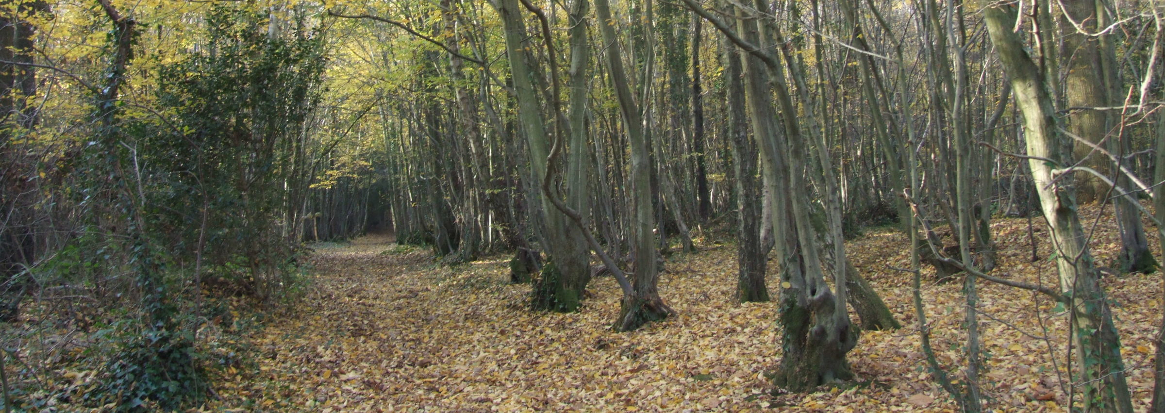 Friends Of Park Wood Hellingly – Help us to keep these woods as a ...