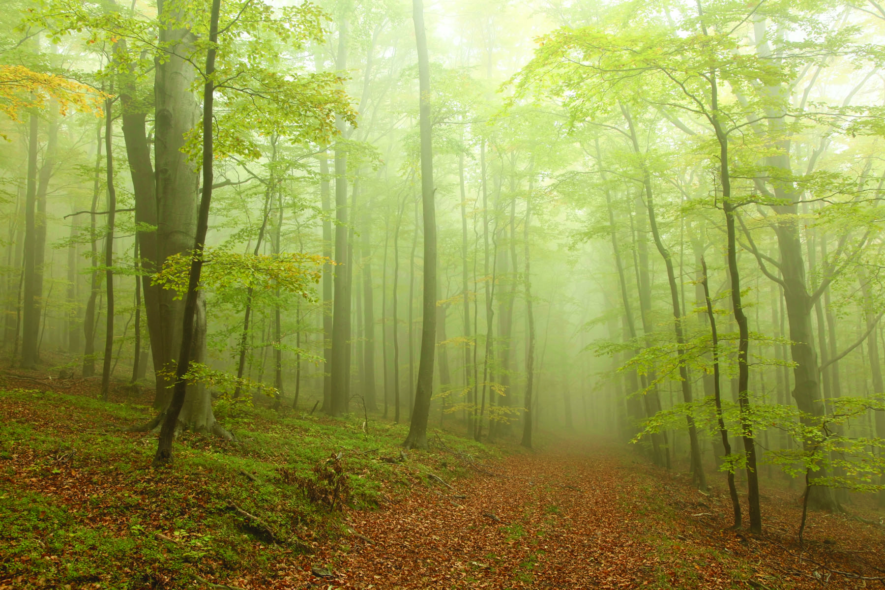 Буковый лес туман