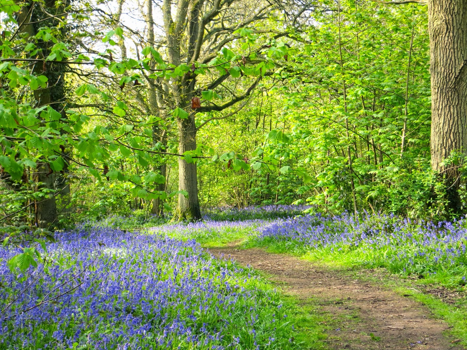 Curiouser and Curiouser: Bluebell Woods around Oxford