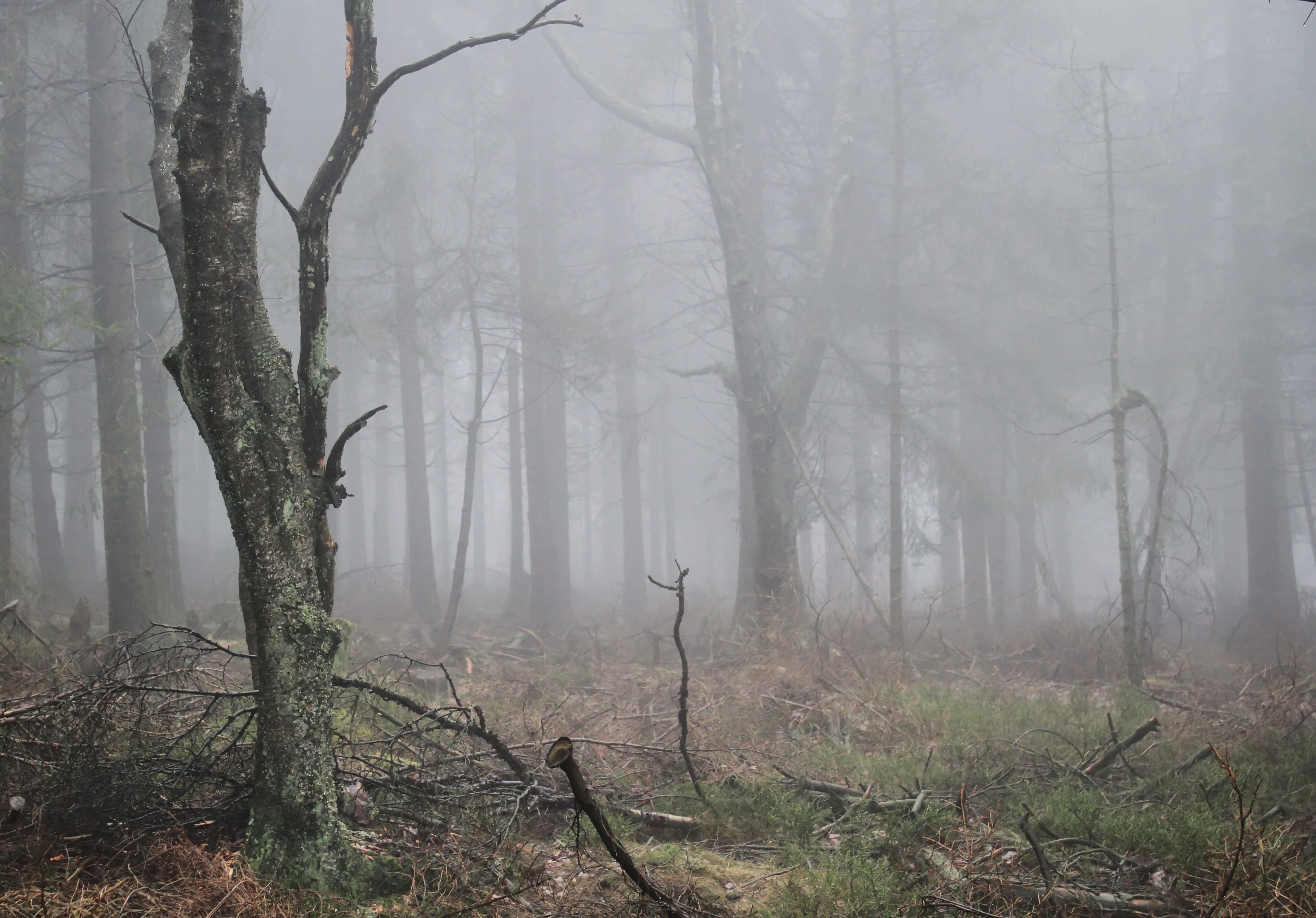 Free Photo Woods Fog Foggy Forest Free Download Jooinn