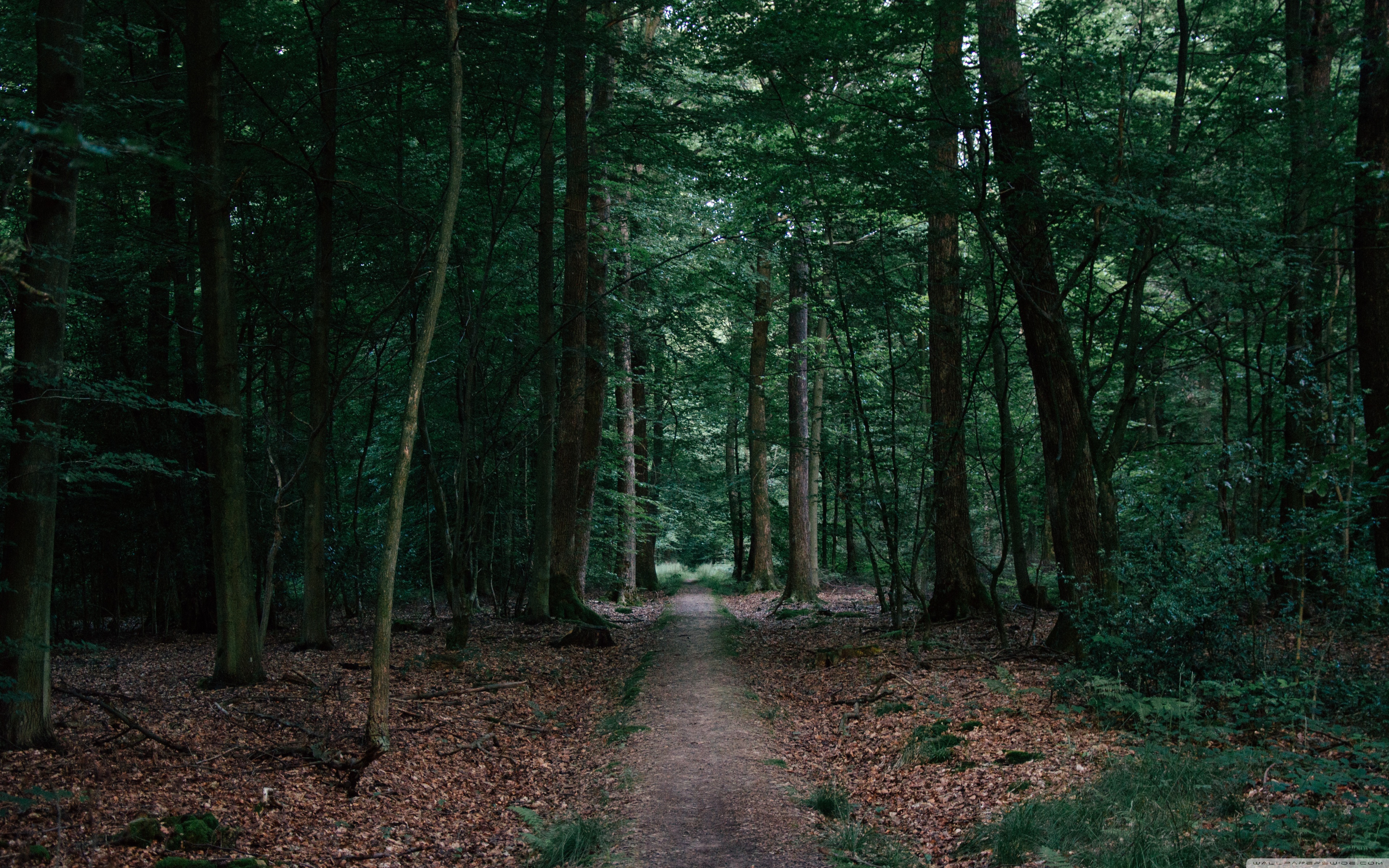 Walking In The Woods ❤ 4K HD Desktop Wallpaper for • Wide & Ultra ...
