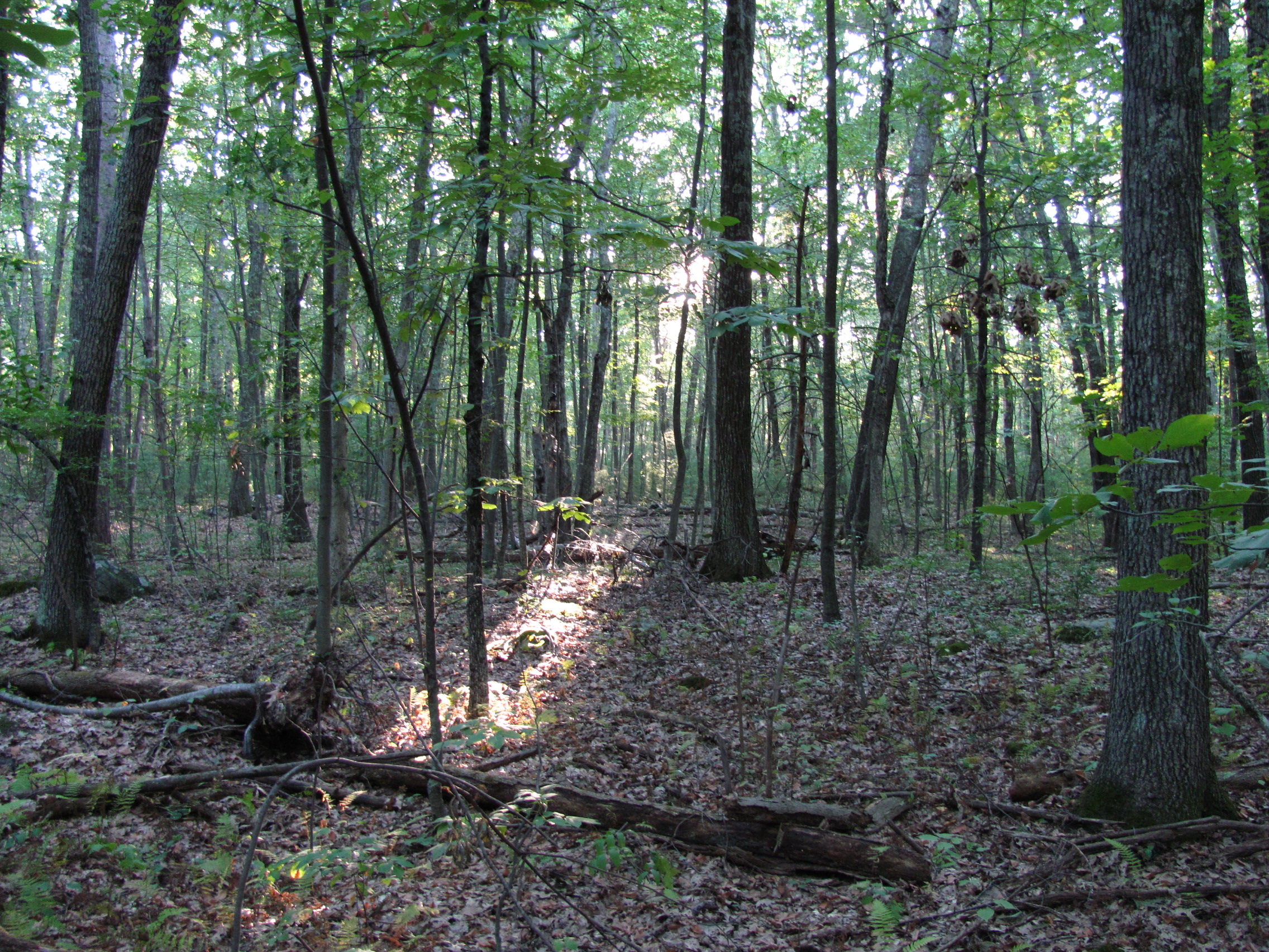 File:Estabrook Woods, Concord MA.jpg - Wikimedia Commons