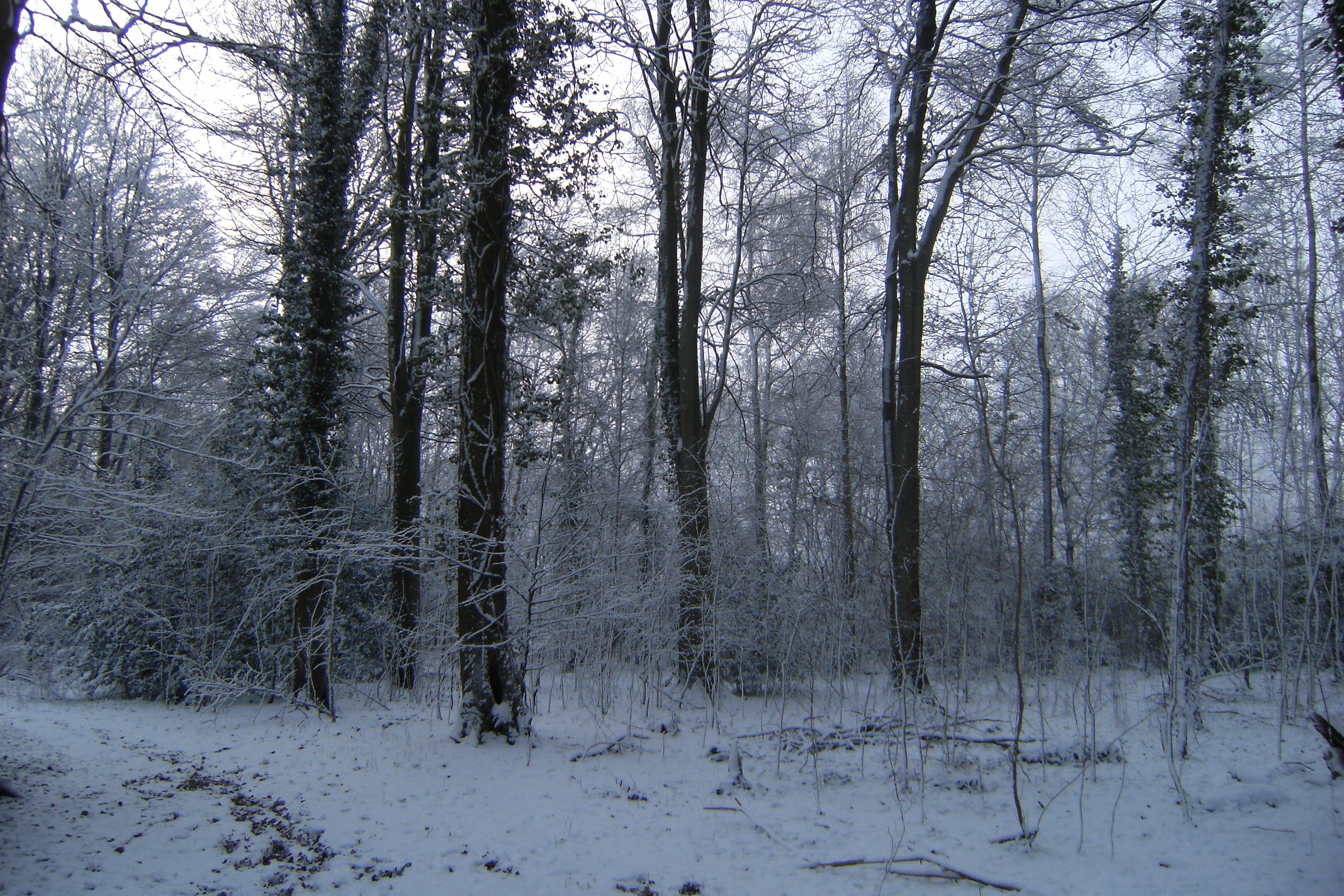 woods-winter