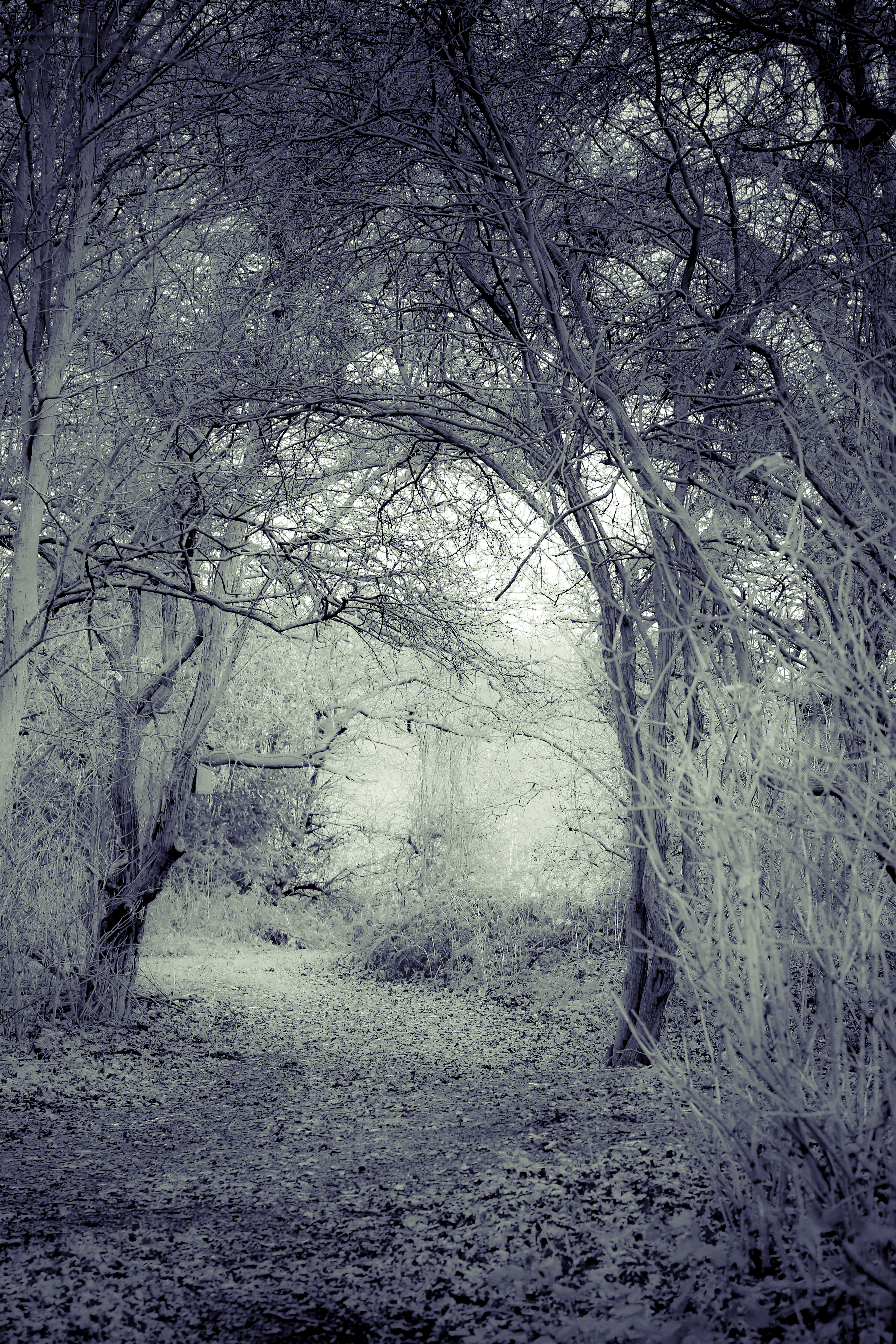 Winter Woods – Alvecote Wood