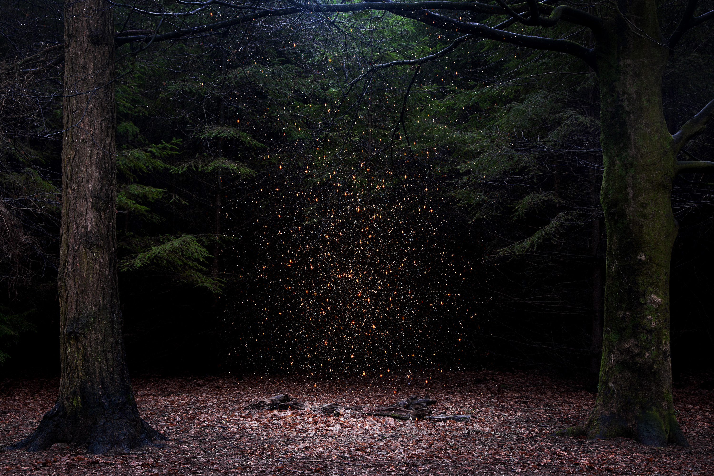 Ellie Davies: Into The Woods – British Journal of Photography