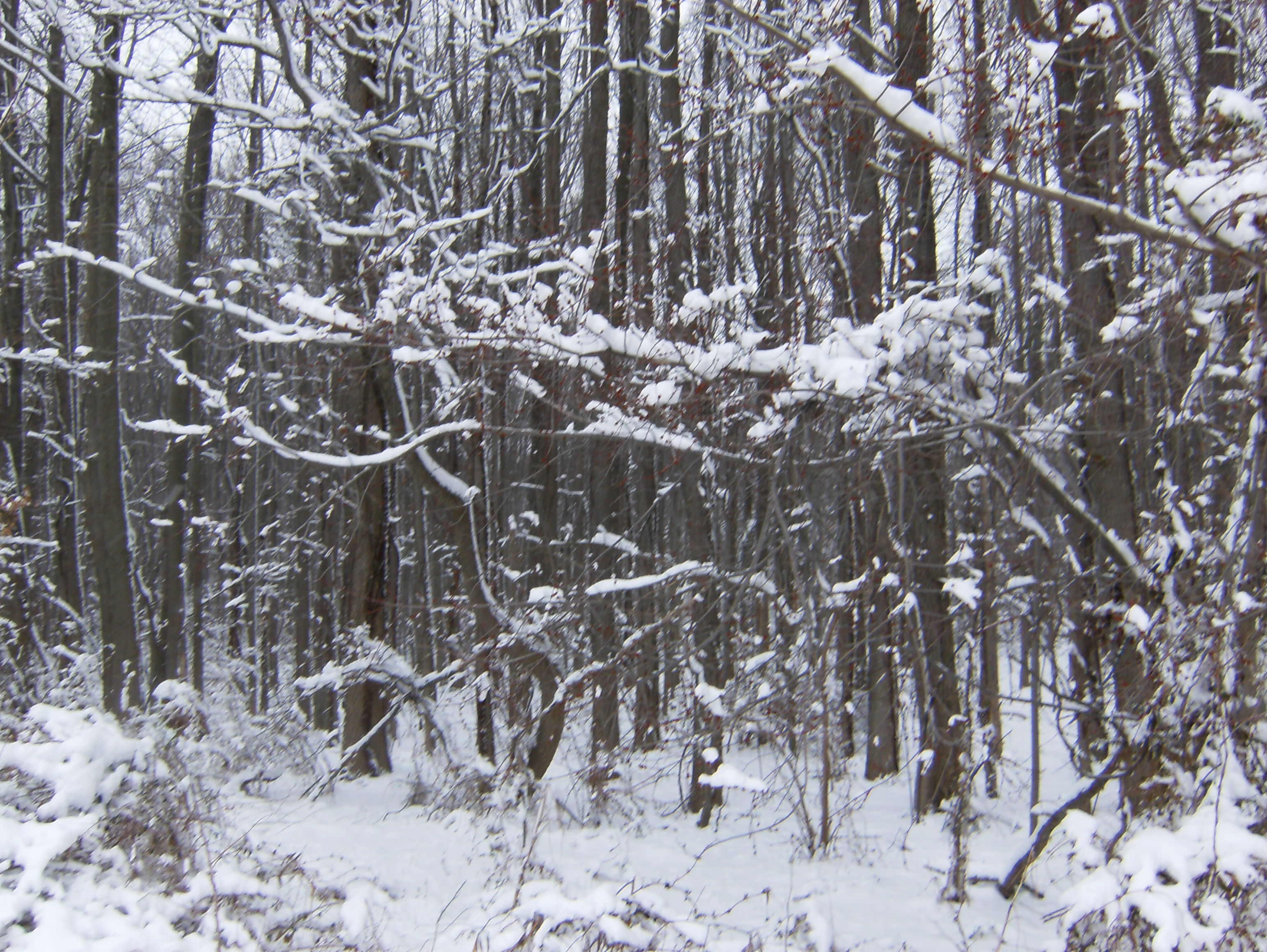 Winter Woods « The Schleicher Spin
