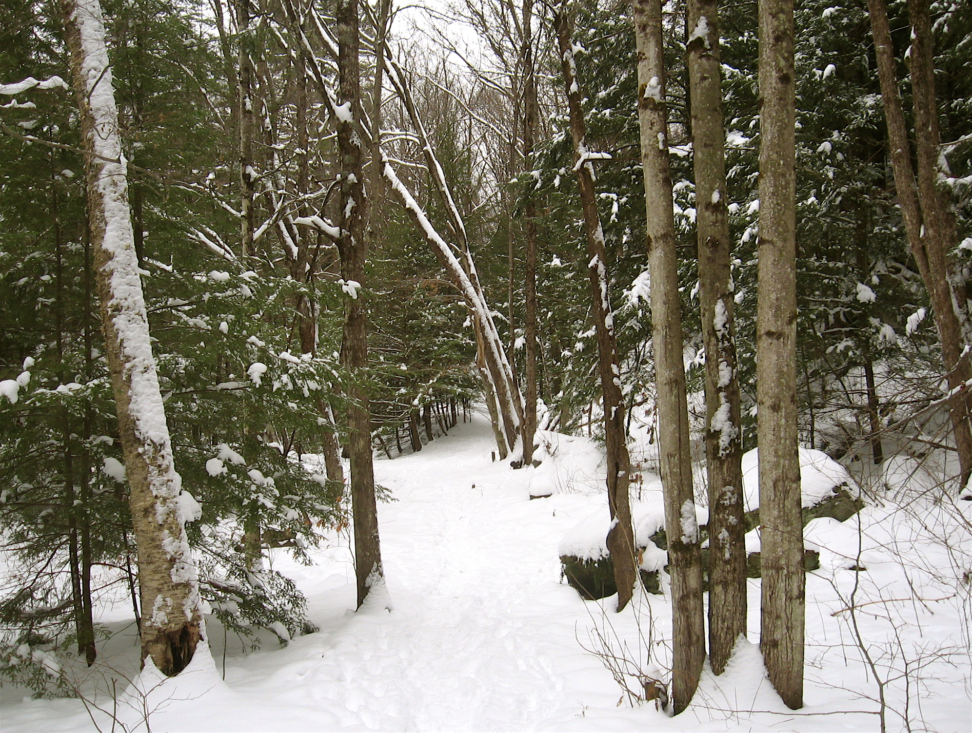 Woods Wanderer » Winter Solstice