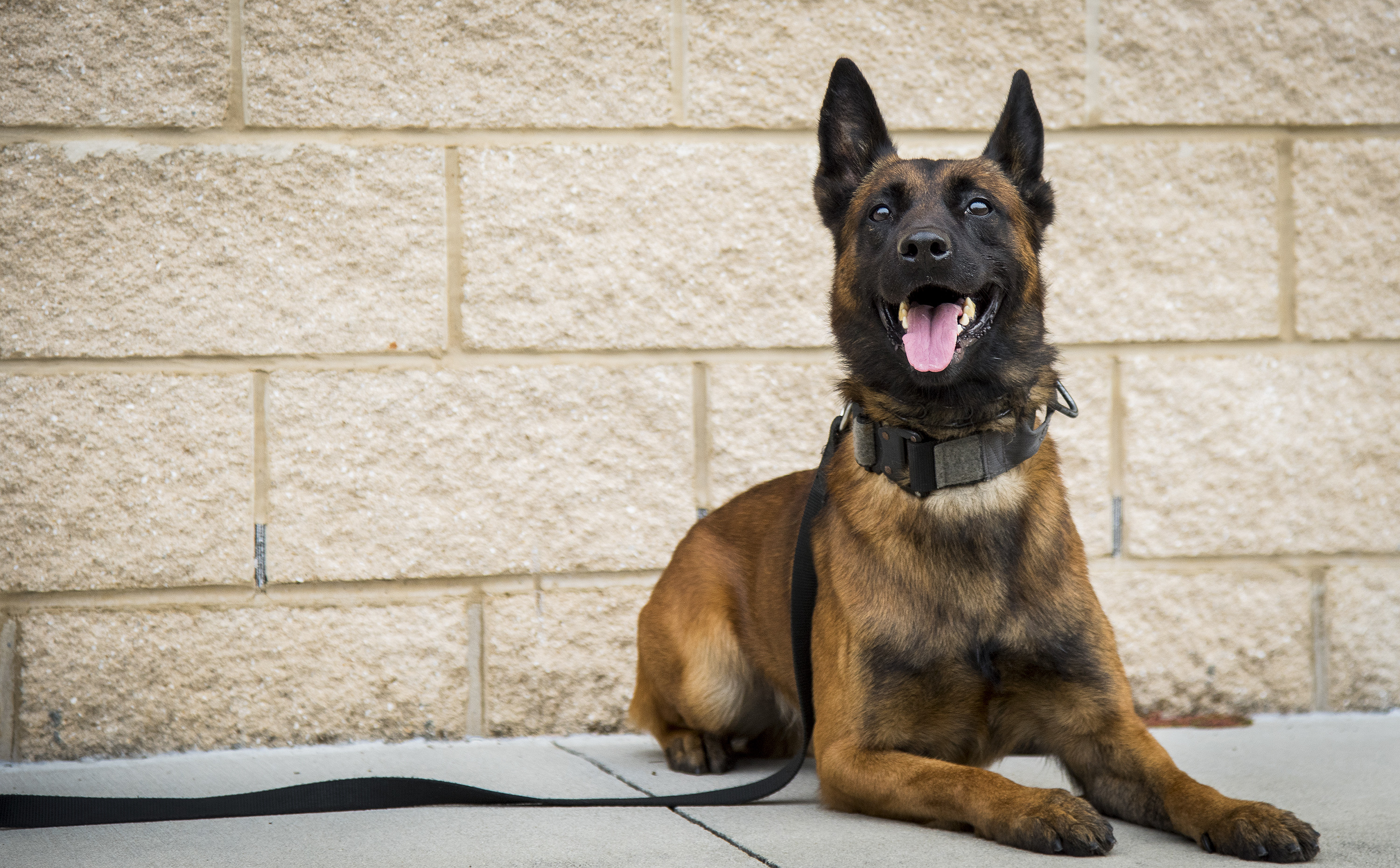 Military working dog revived by vet tech > U.S. Air Force > Article ...