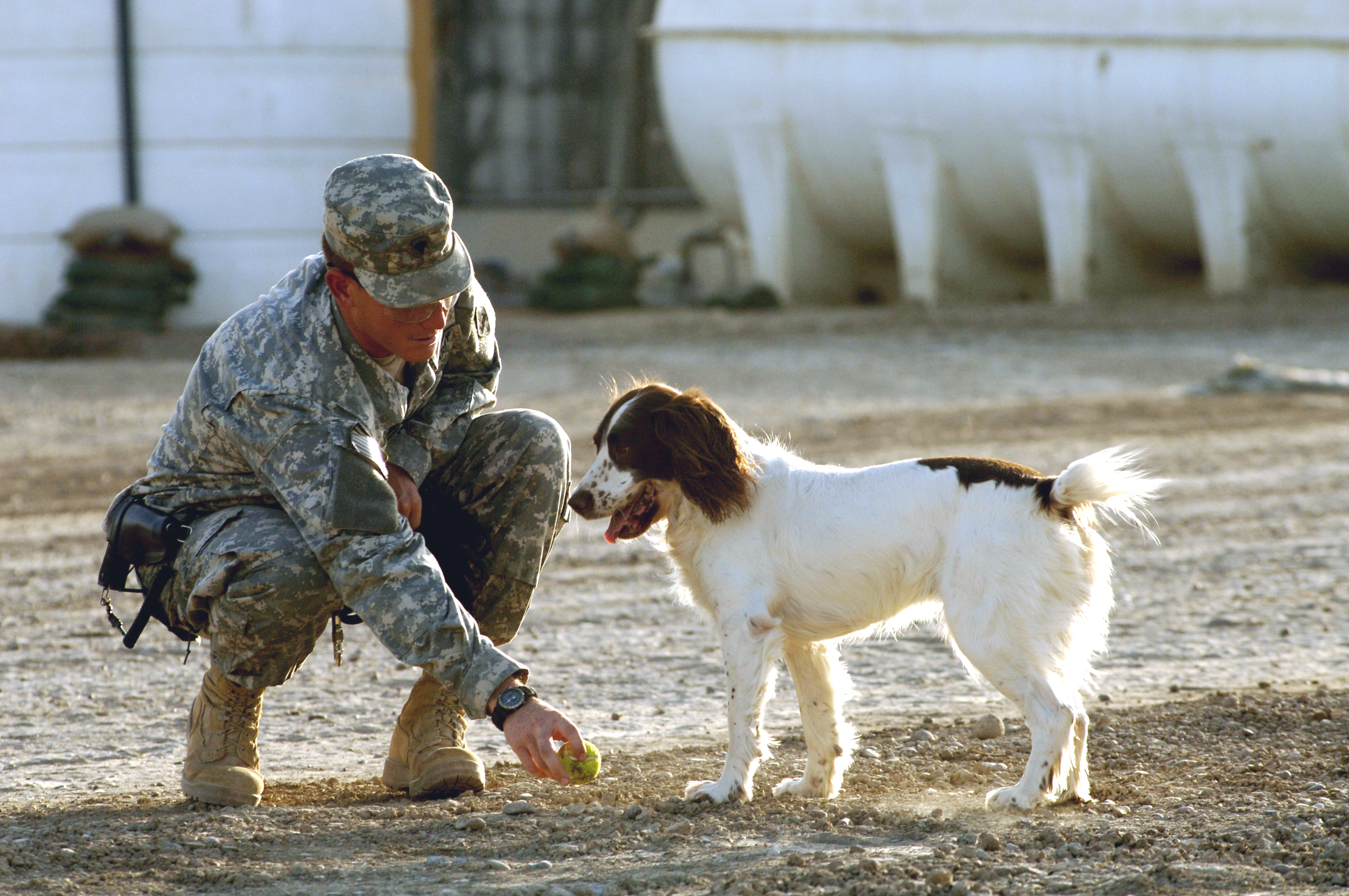 DefenseLink Special: Military Working Dogs