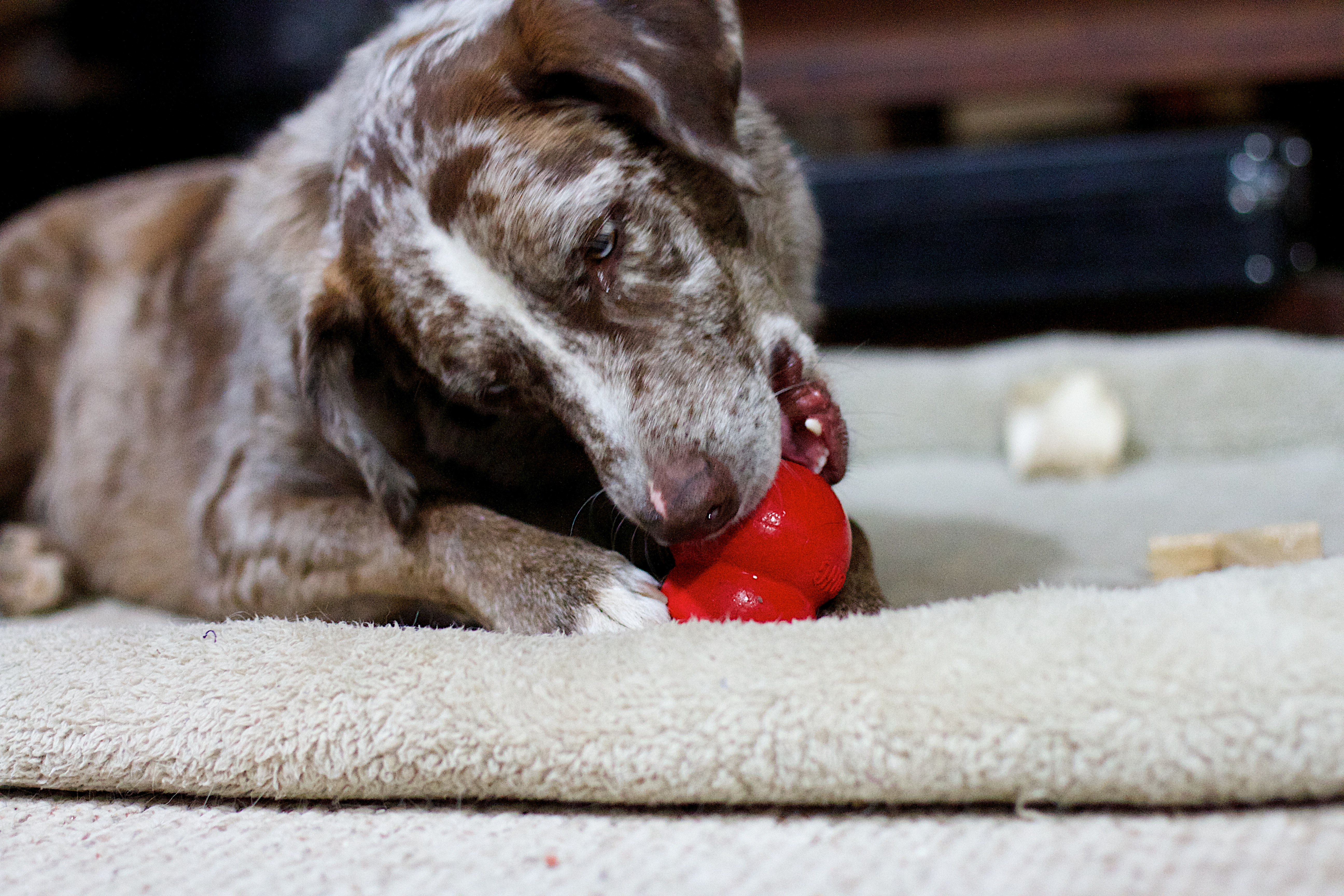 Working the kong photo