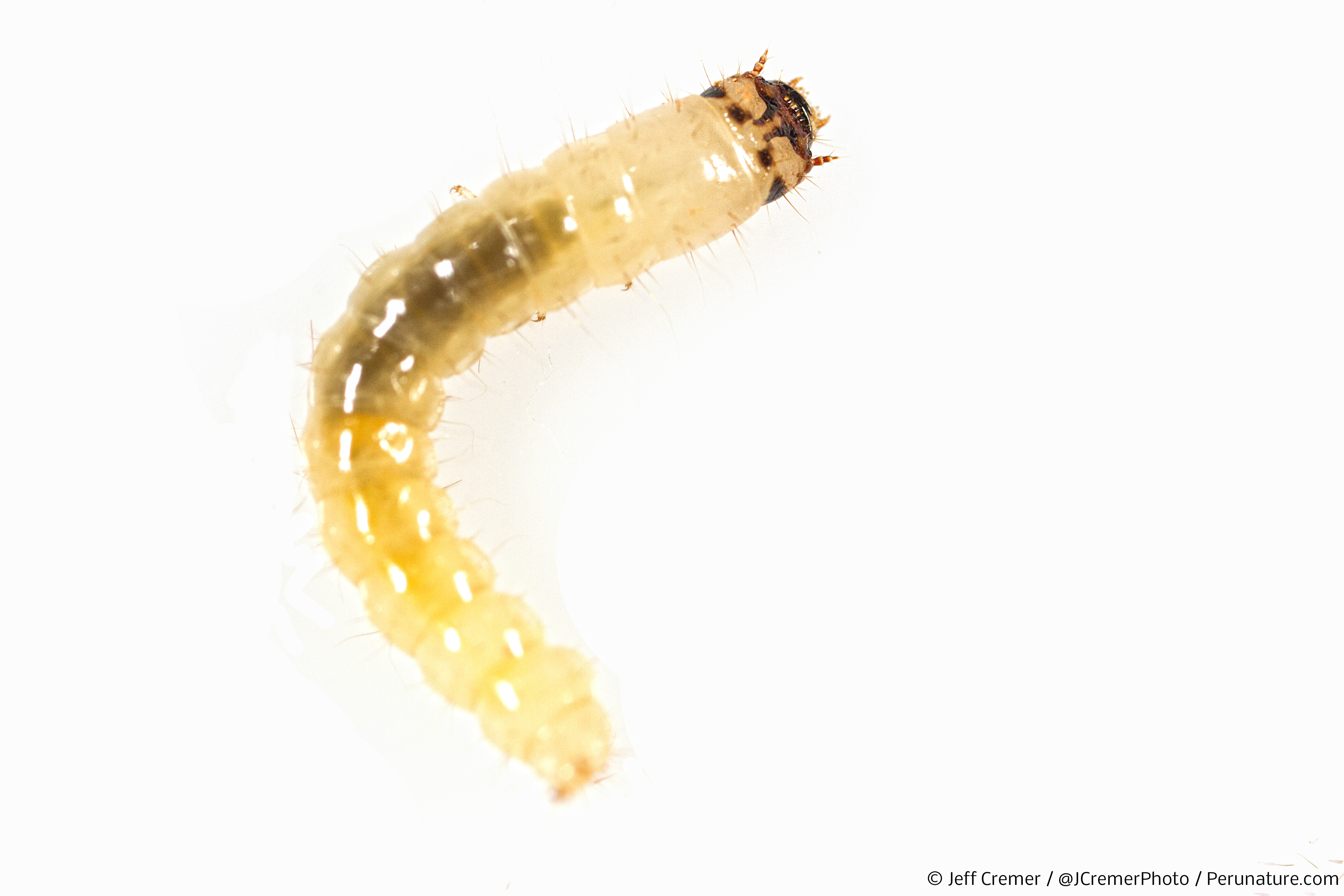Predatory 'Glow Worm' Reins Terror In the Peruvian Rainforest ...