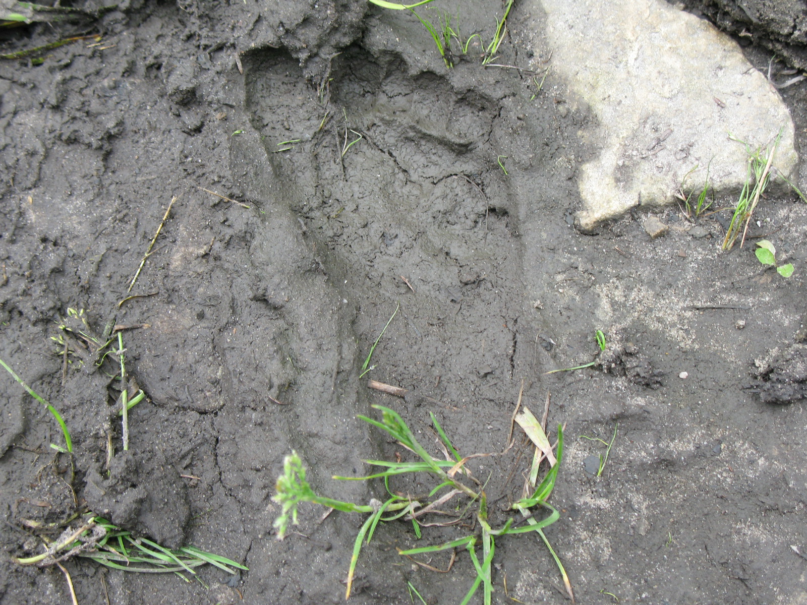 North American Bigfoot: 2007 West Virginia Footprint