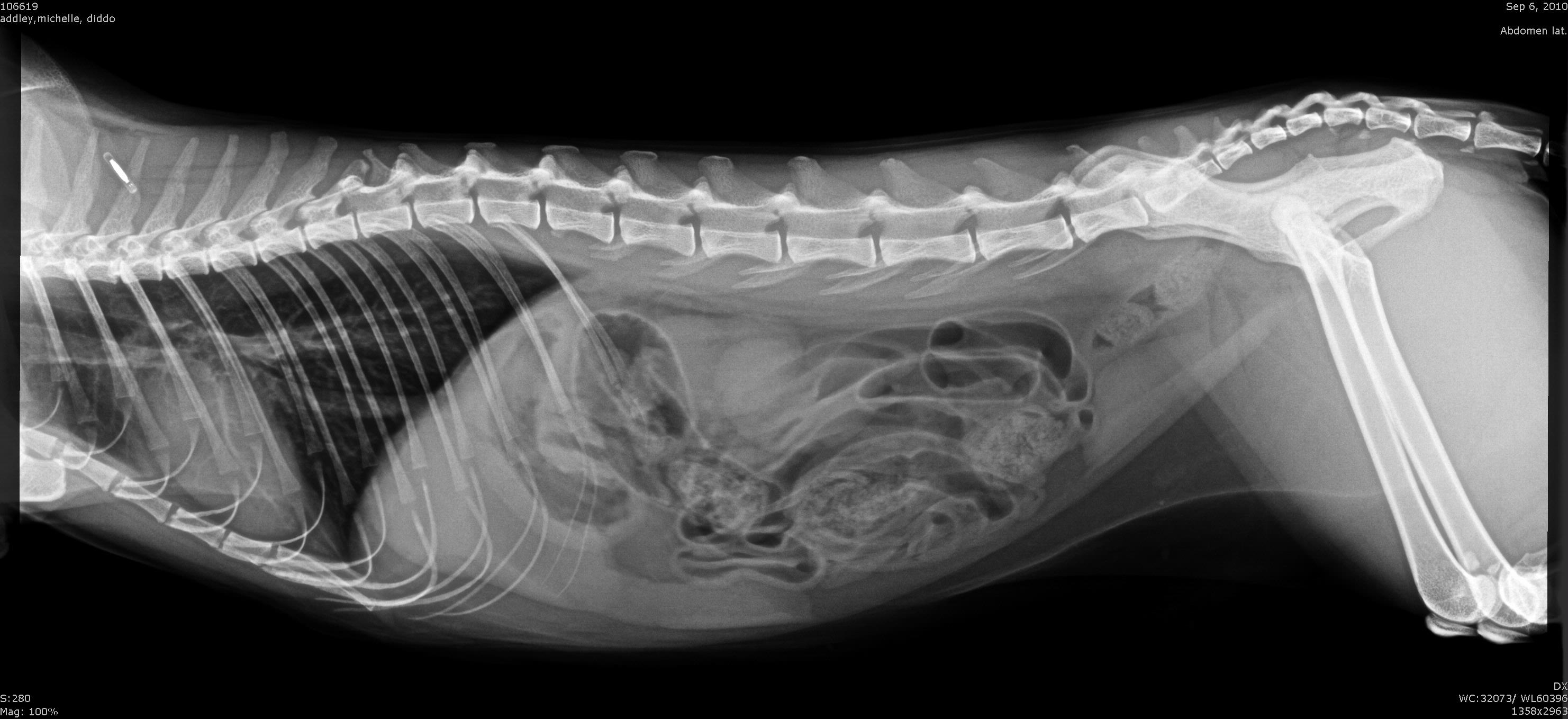 Beaver Creek Animal Hospital — Digital X-Ray