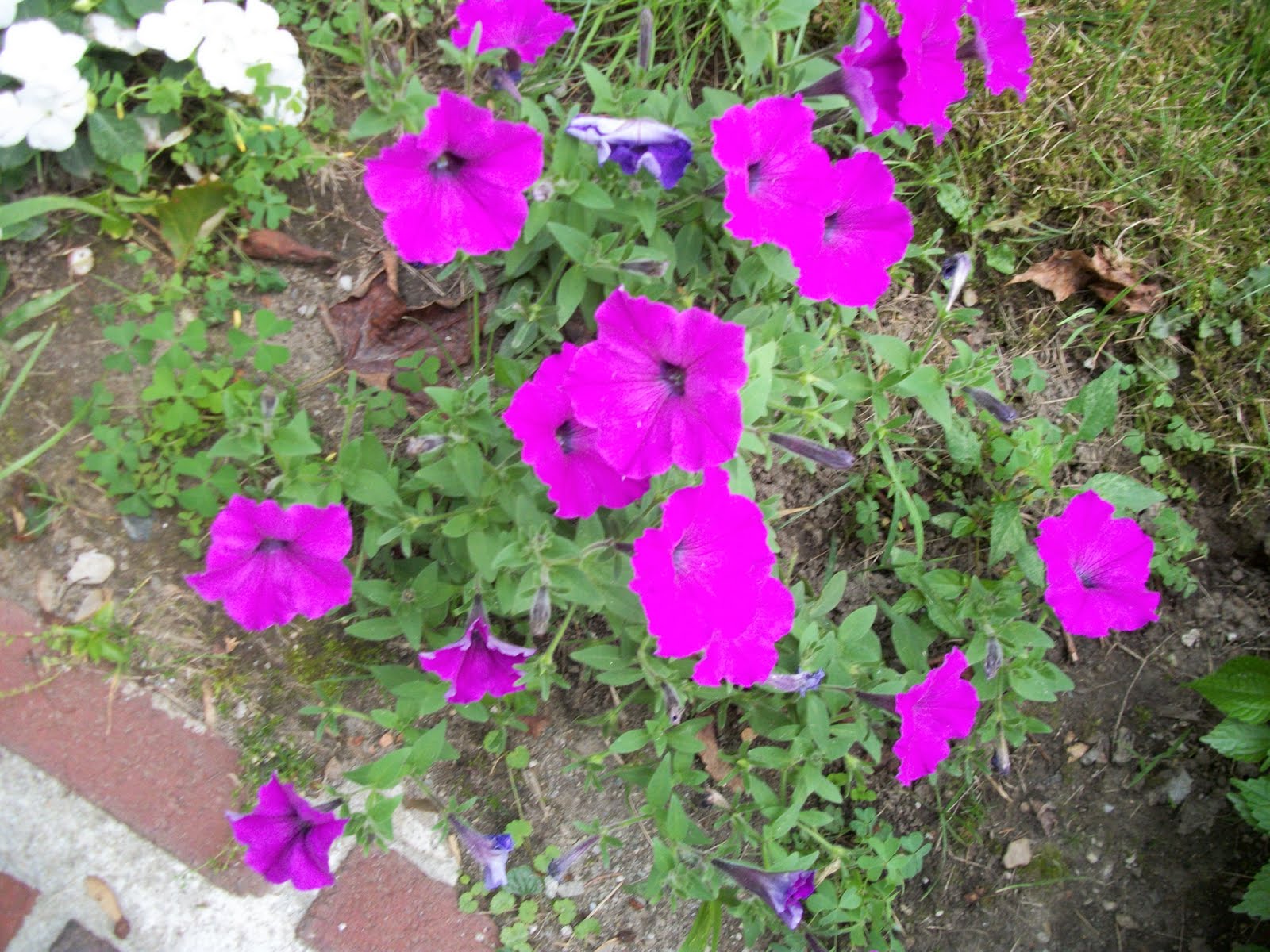 Writing Straight From The Heart: Front Yard Flowers Explode with Color