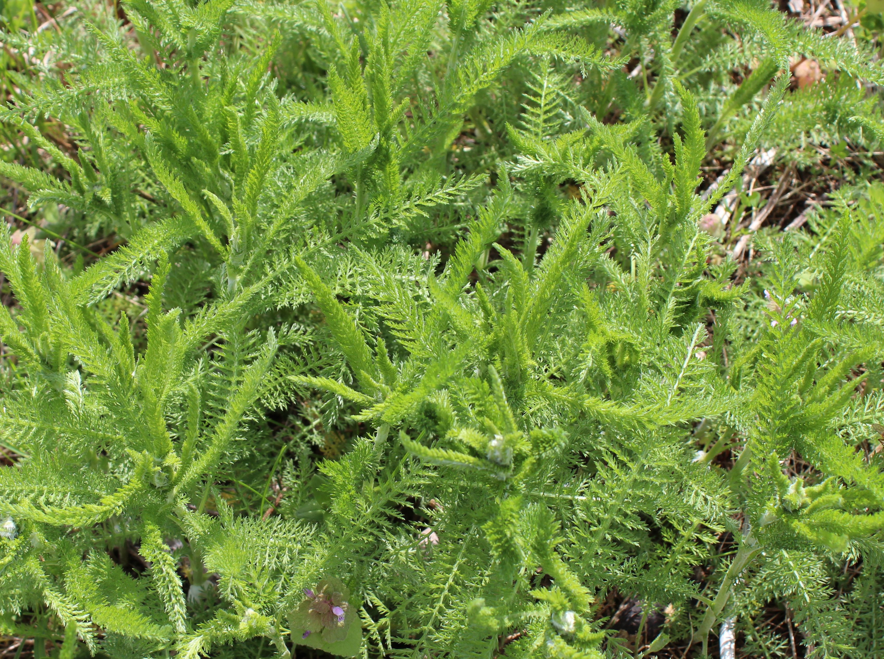 Yarrow, Our Favorite Wound and Fever Herb – Kentucky Forager
