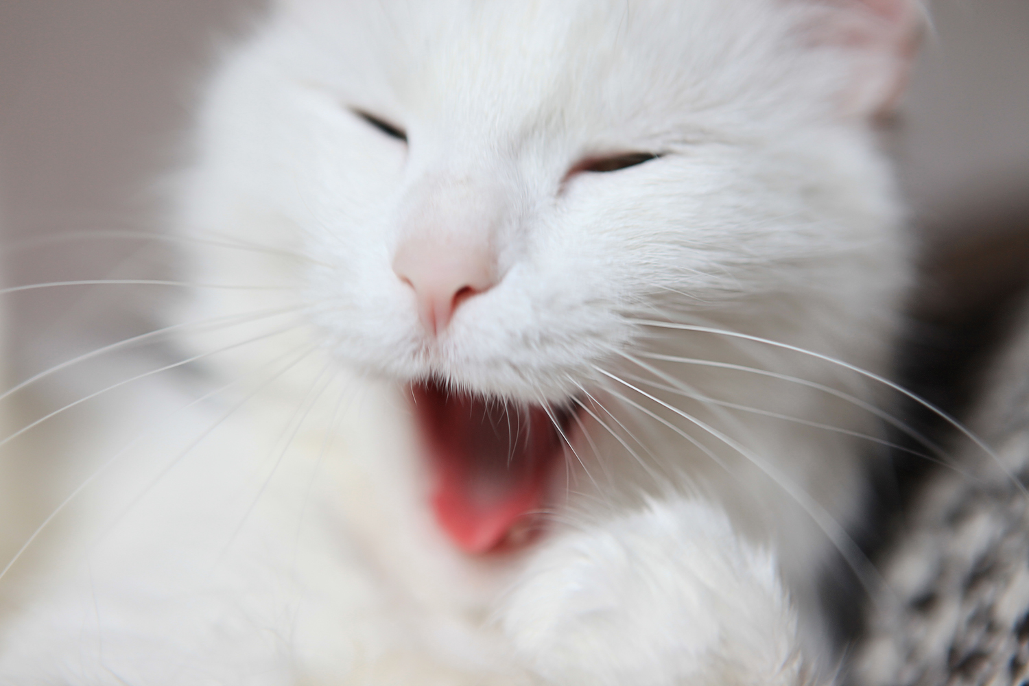 Yawning cat photo