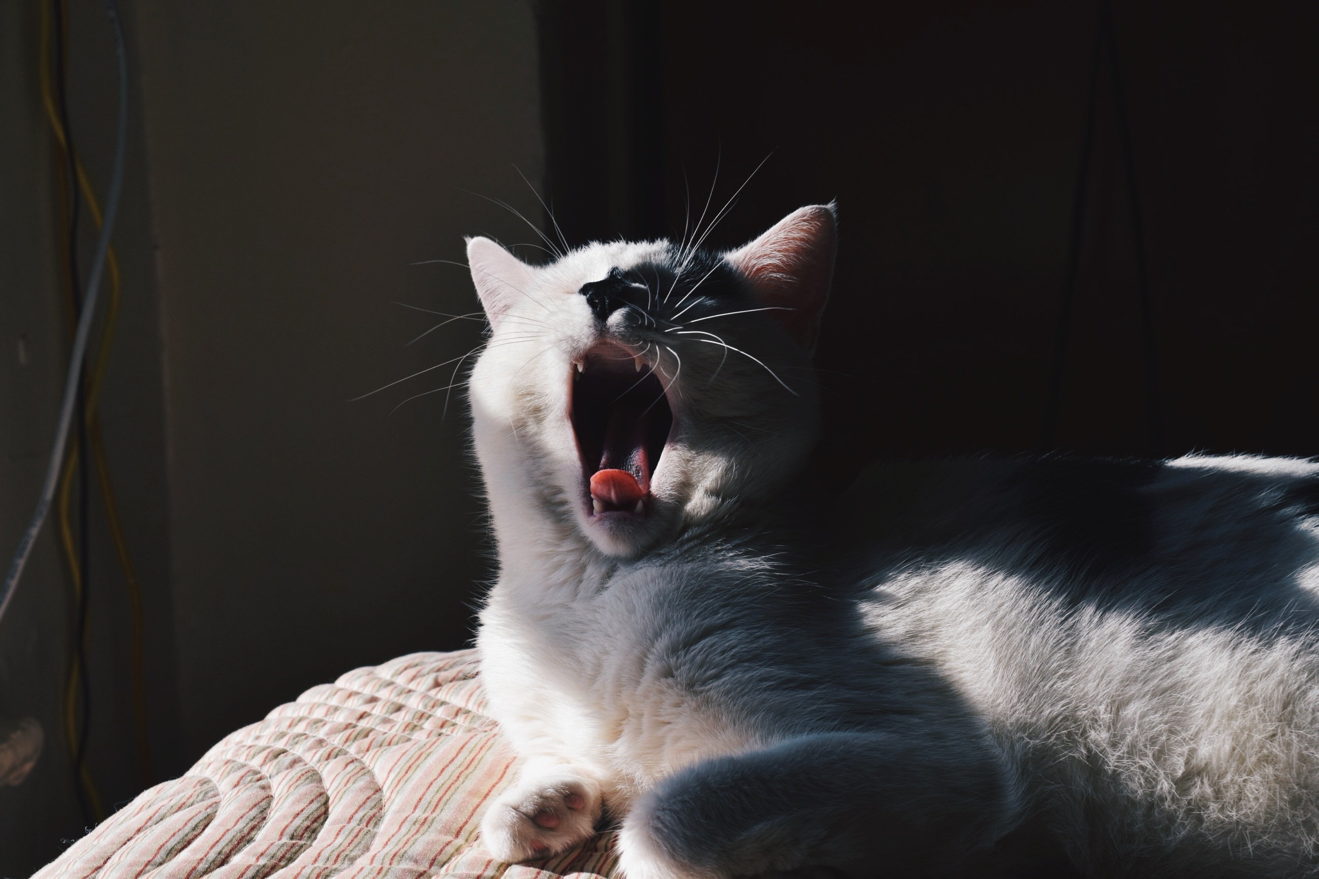 Yawning cat photo