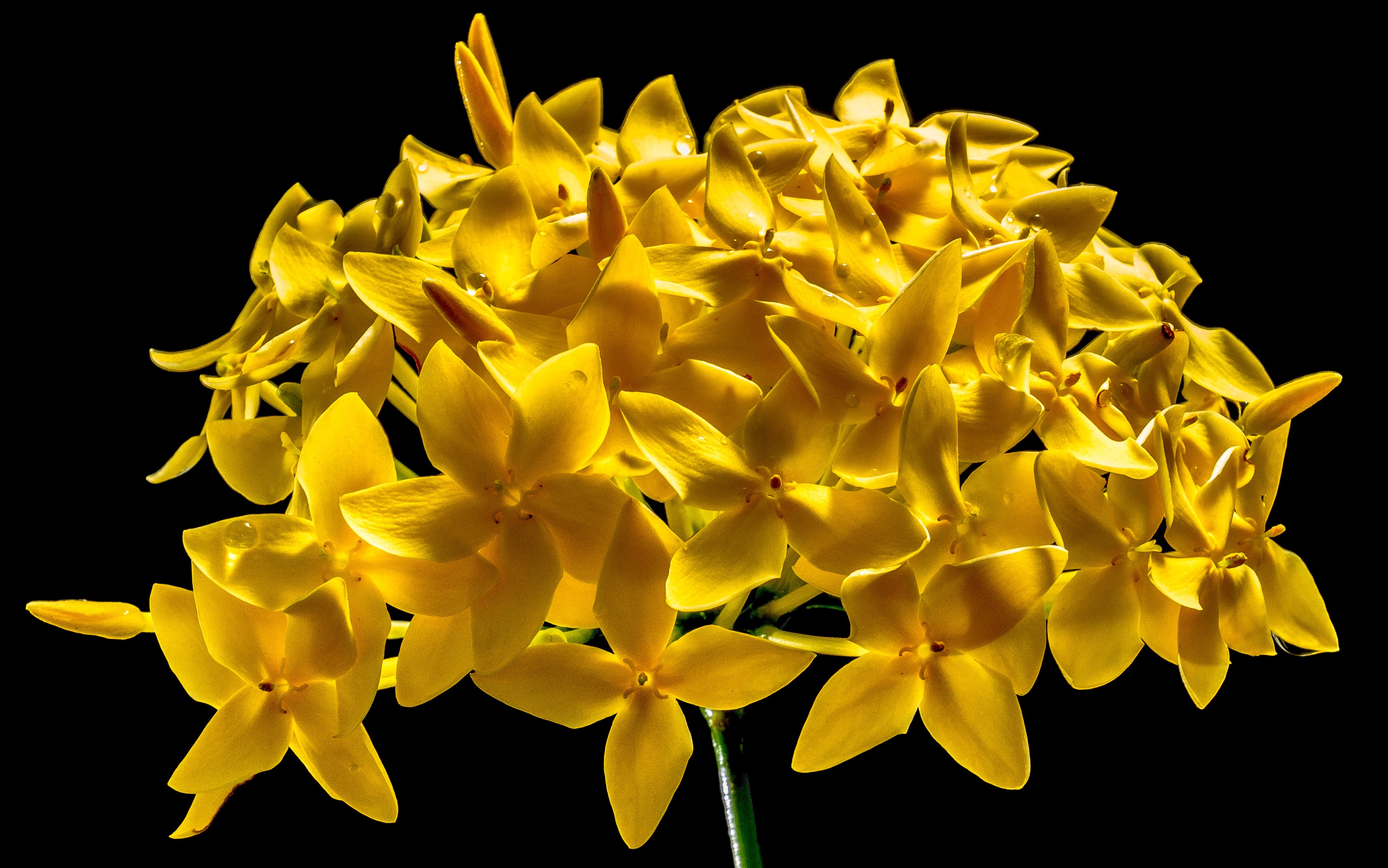 Yellow 5 petal flower photo