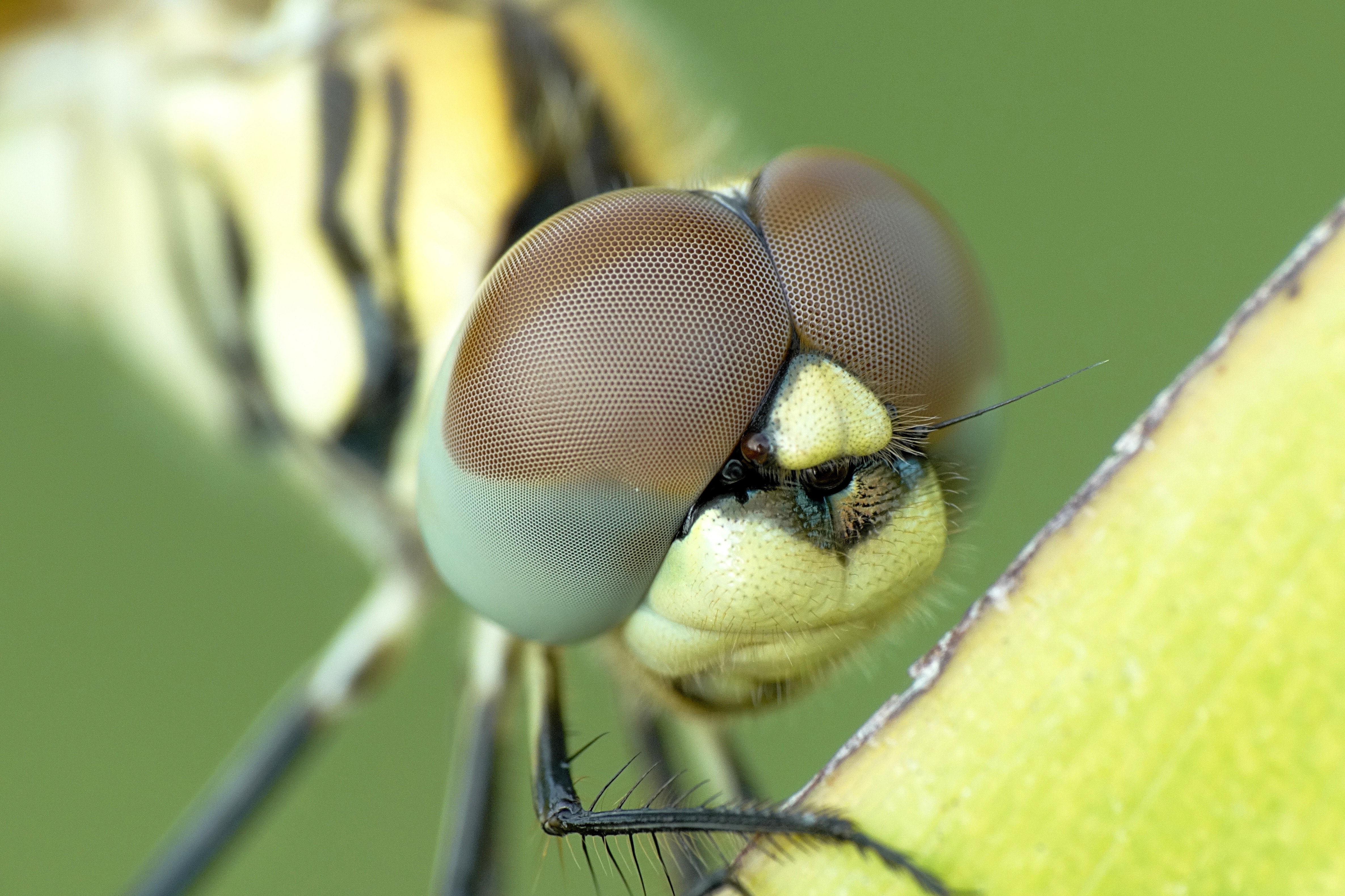 Yellow and black dragonfly photo