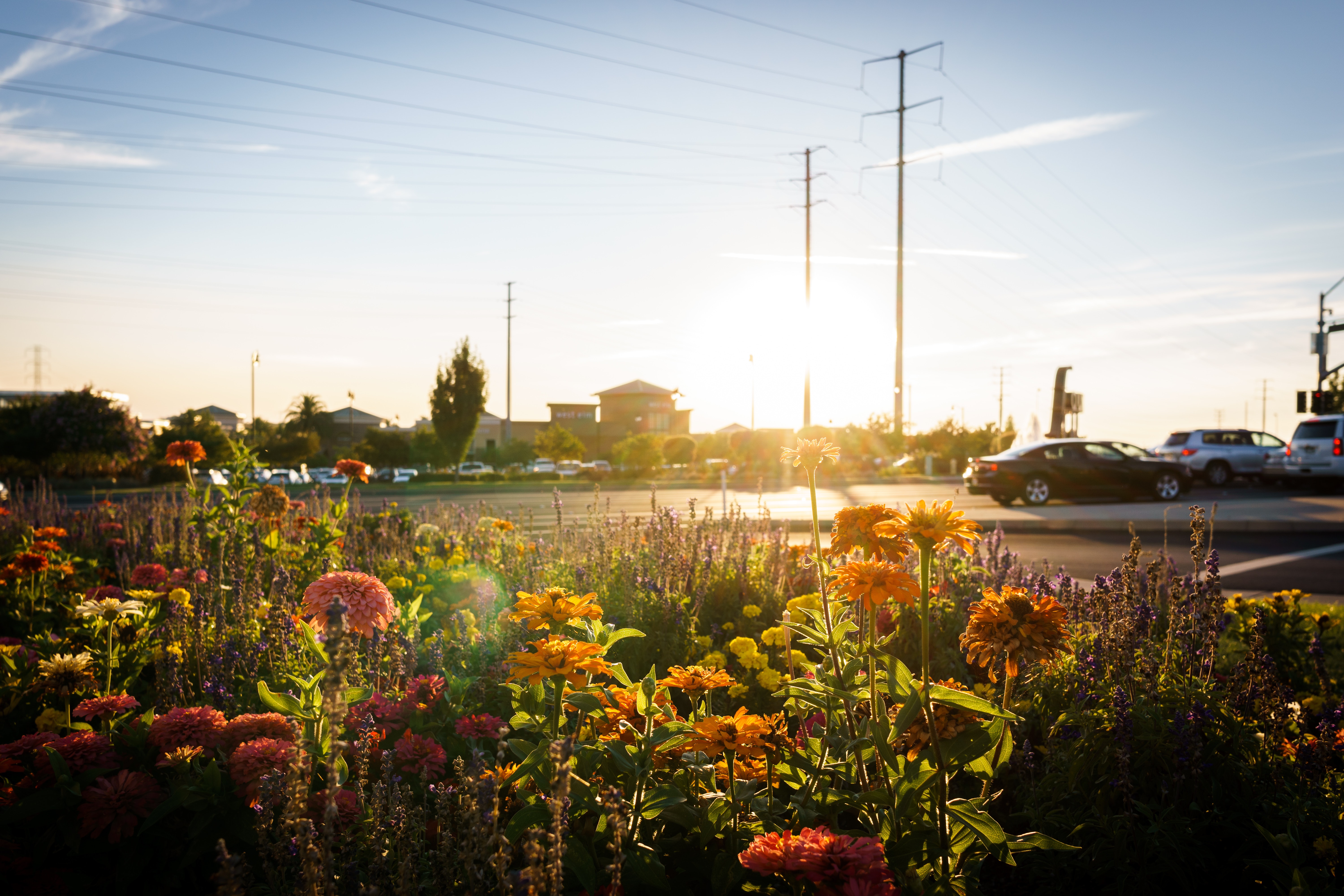 Yellow and Pink Flowers during Sunrise, Car lot, Cars, Close-up, Flowers, HQ Photo