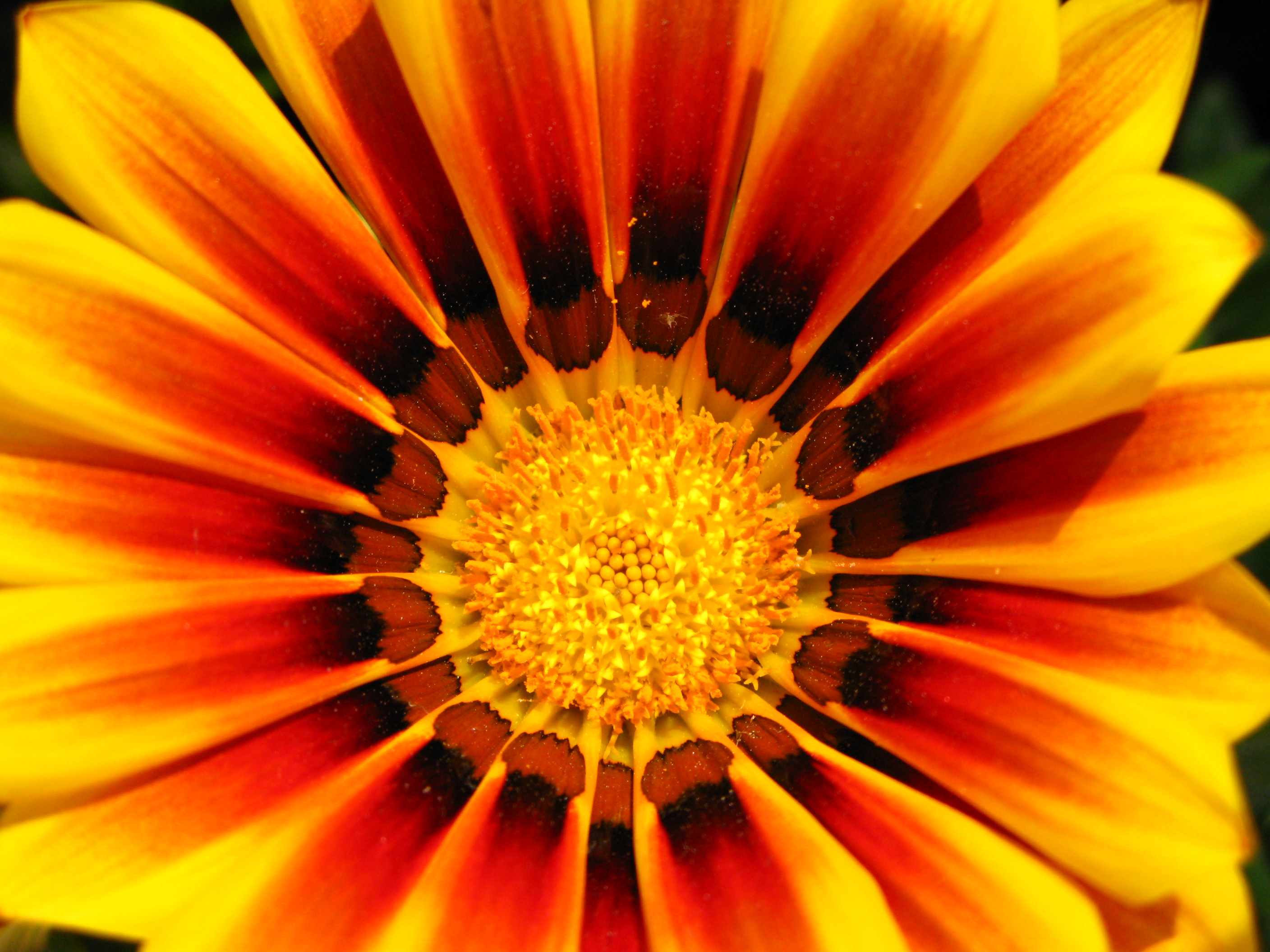 Yellow and red flower photo