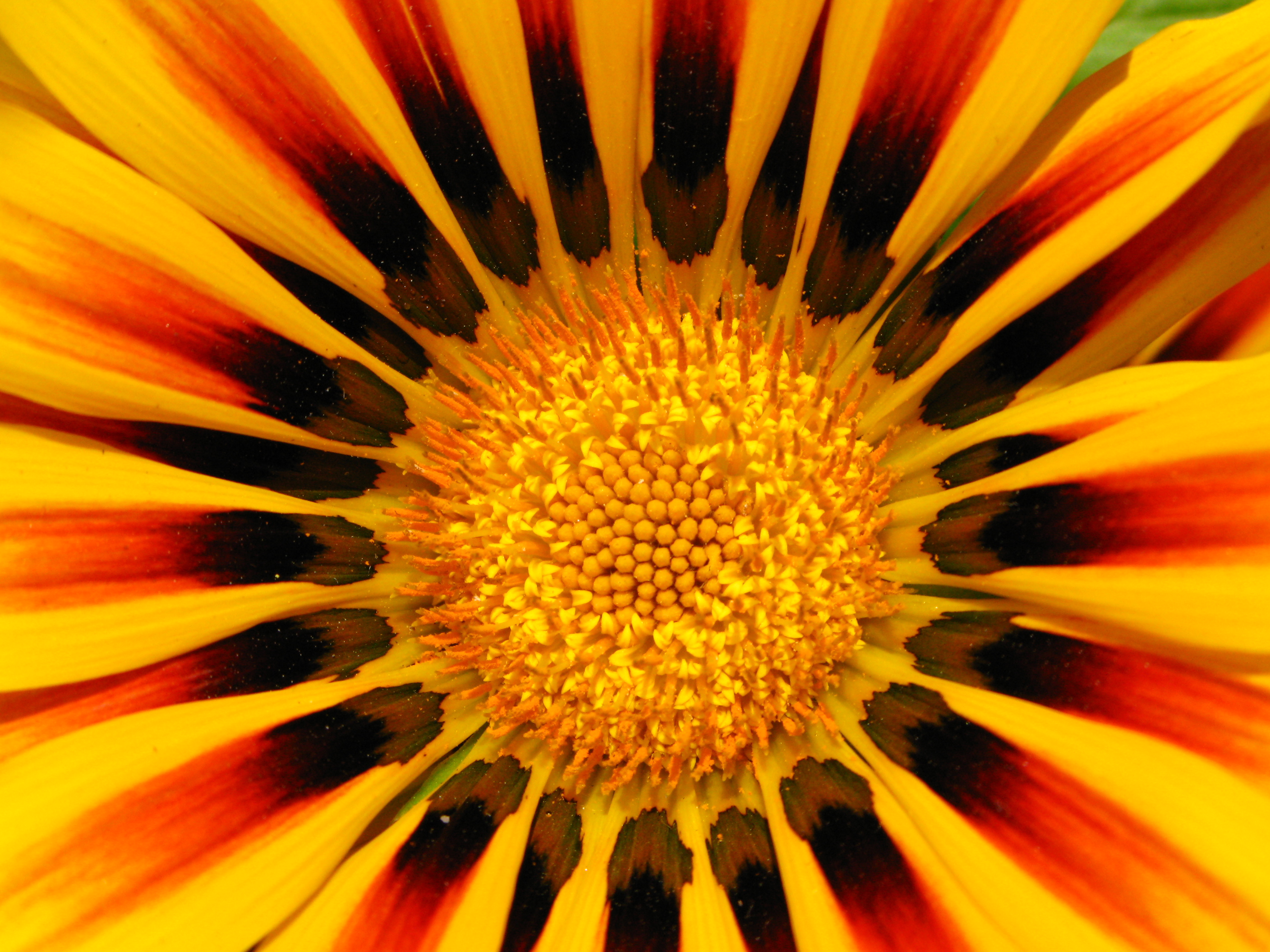 Yellow and red flower photo