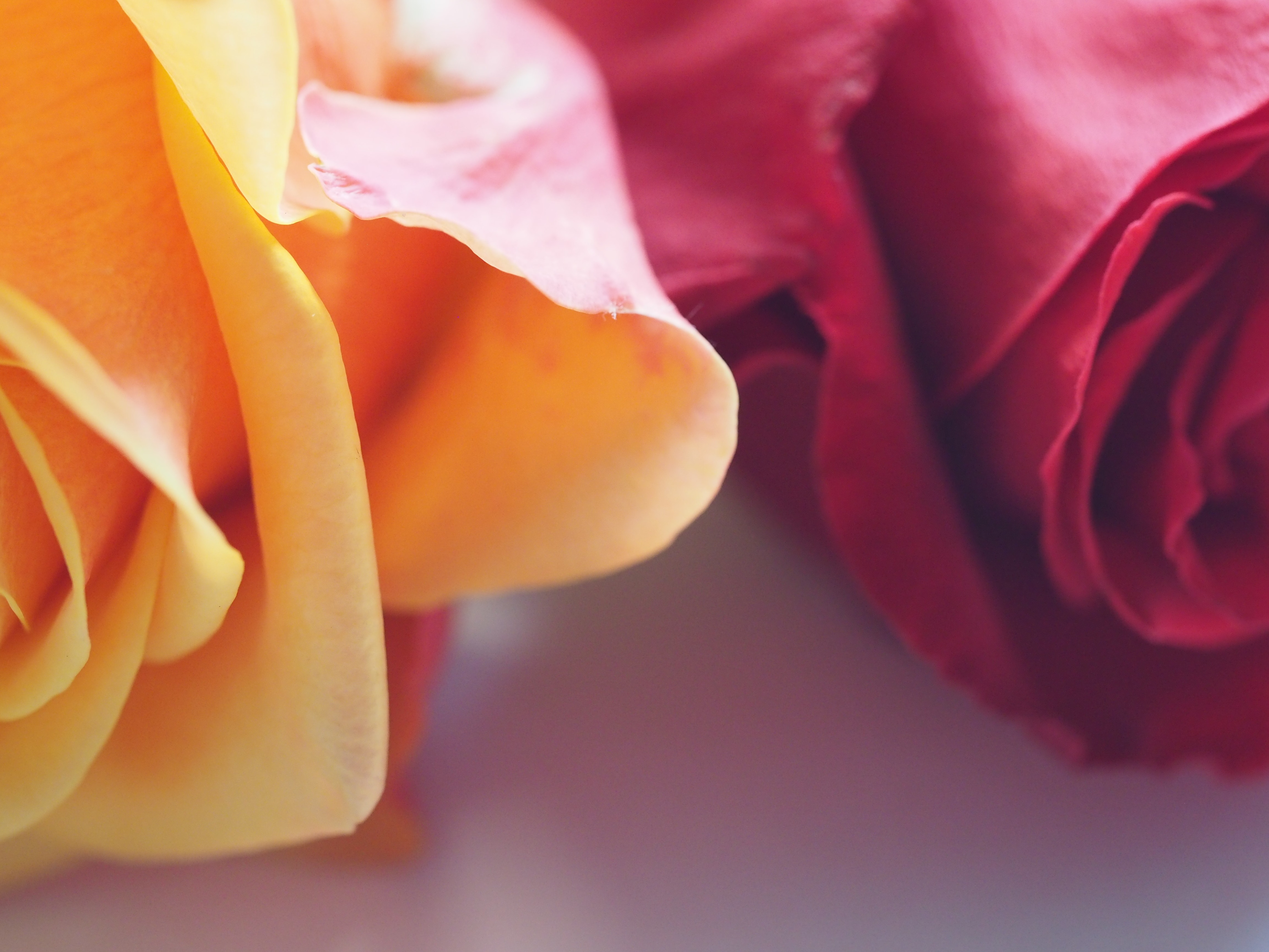 Yellow and Red Roses, Affection, Macro, Valentine, Soft, HQ Photo