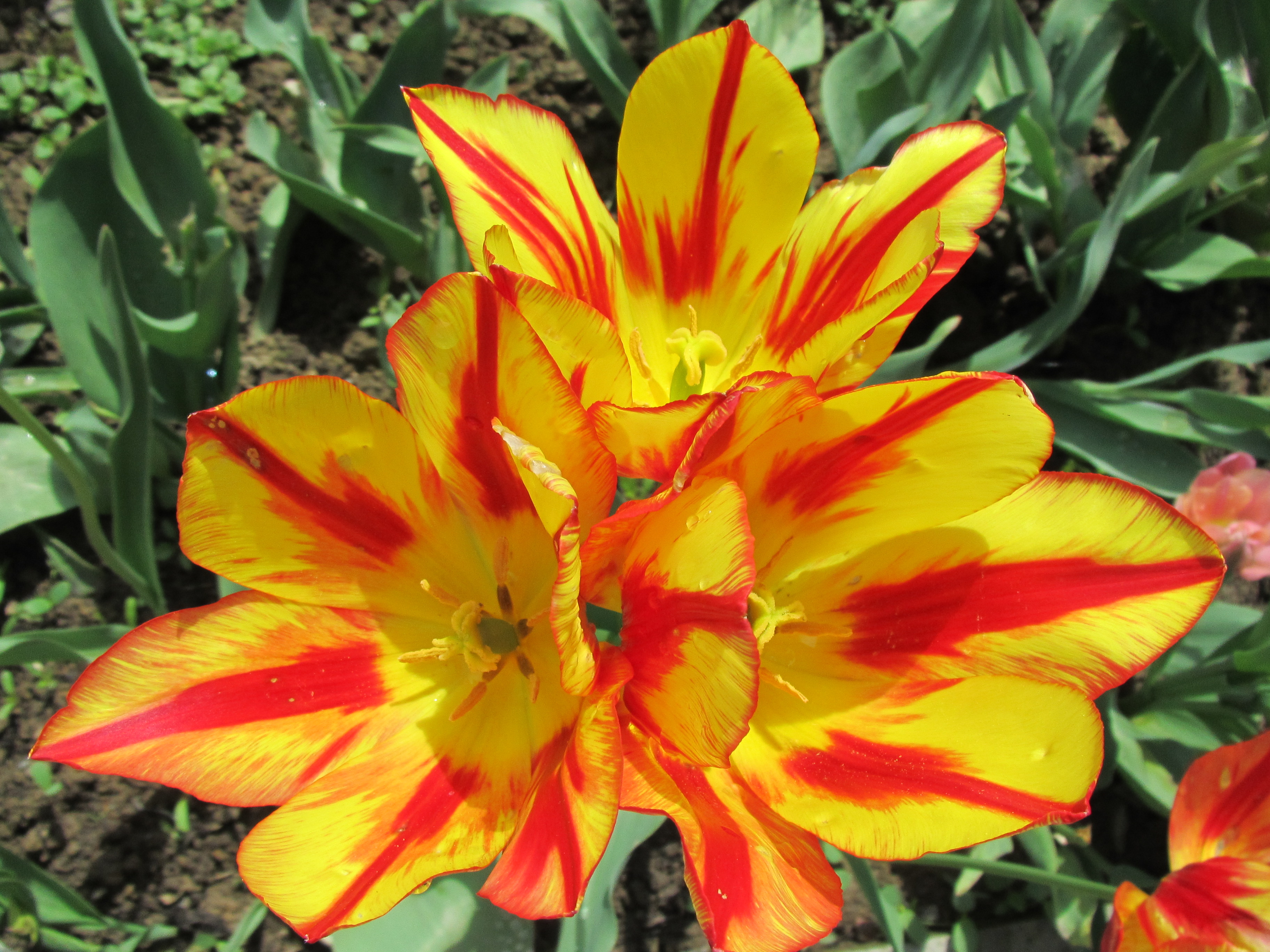Yellow and red tulips photo