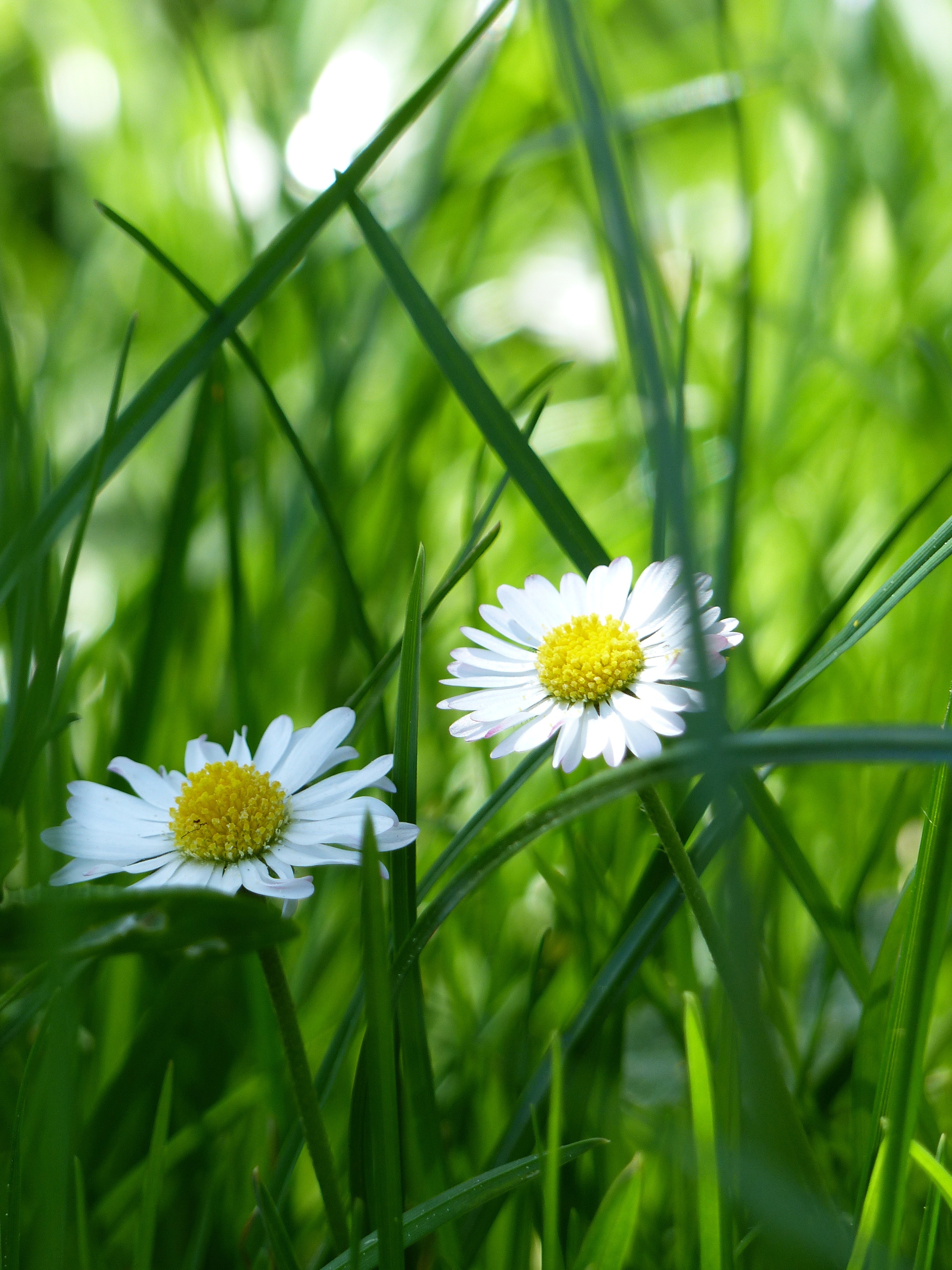 Yellow and white flower surrounded by green grass photo