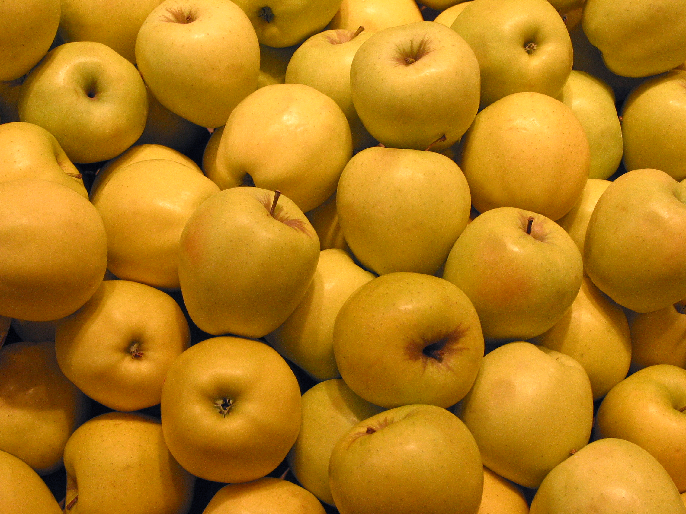 FREE Apples Photo, Green Apples Picture, Yellow Apples Image ...
