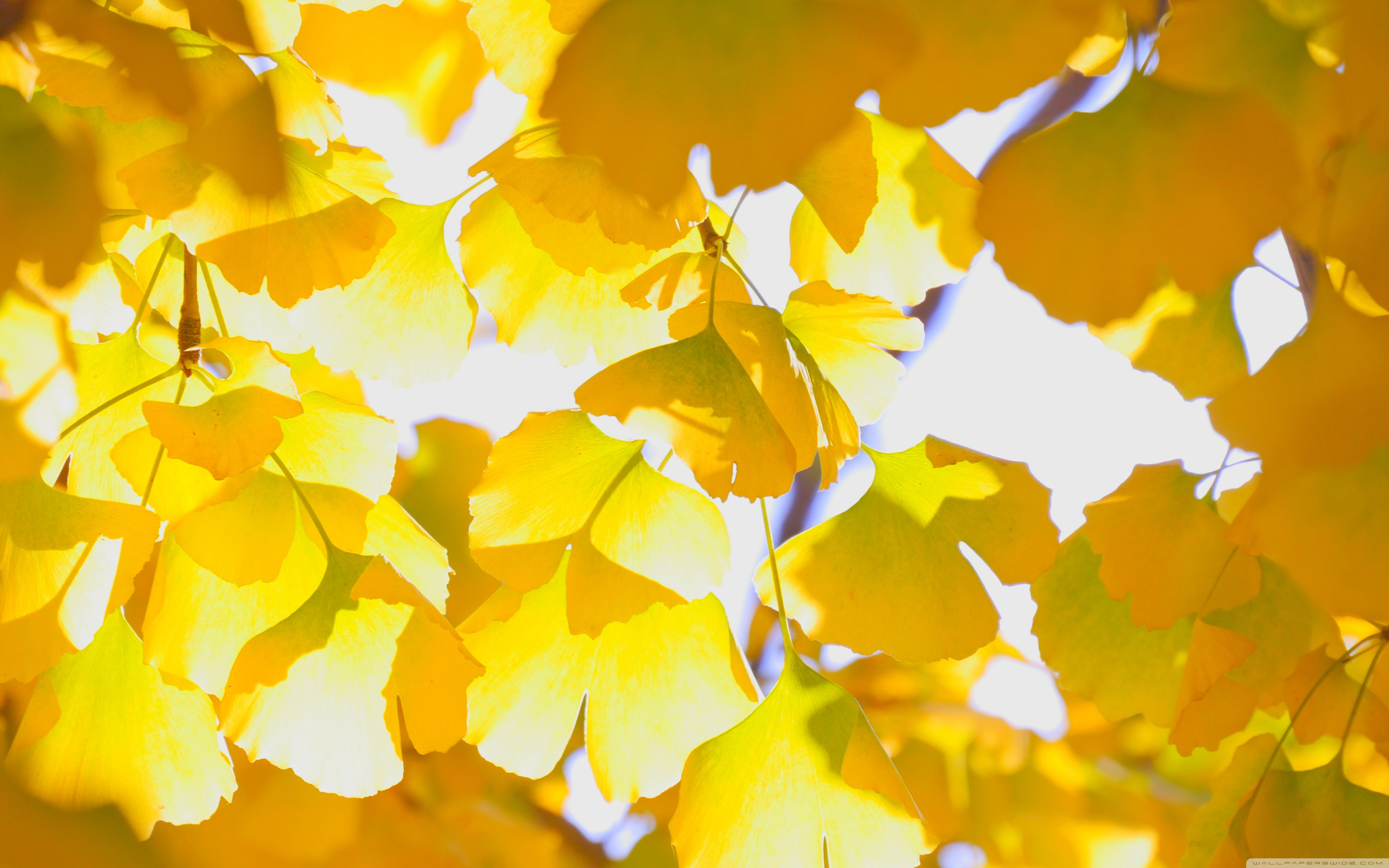 Yellow Autumn Leaves ❤ 4K HD Desktop Wallpaper for 4K Ultra HD TV ...