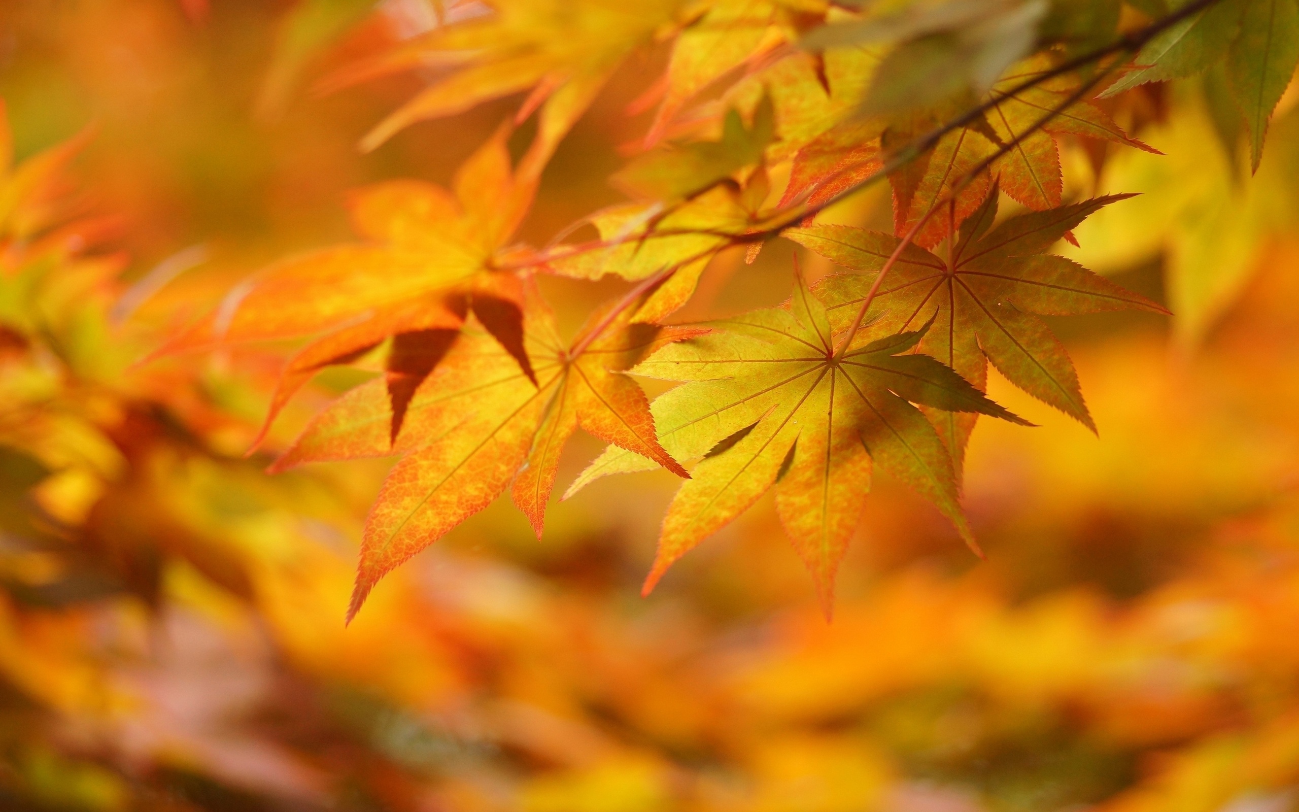 Yellow Autumn Leaves wallpapers