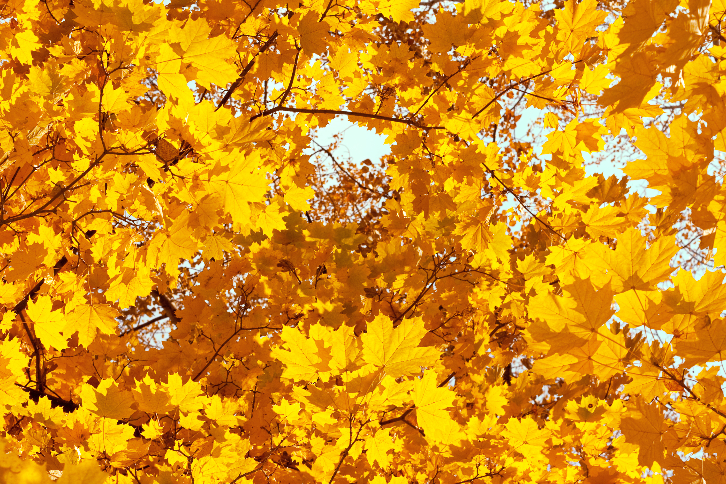 Yellow Autumn Leaves, Autumn, Orange, Tree, September, HQ Photo