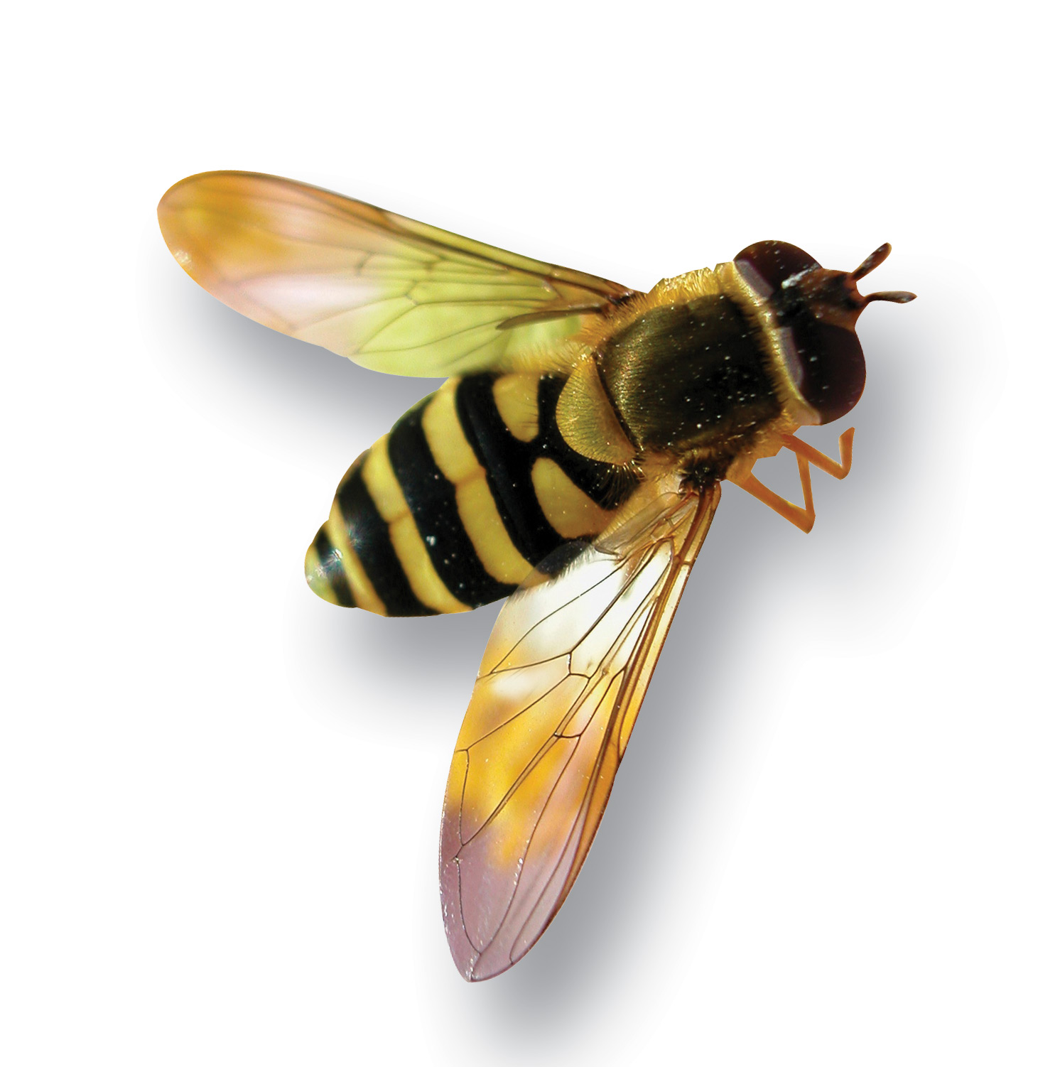 Bee White Background Images | All White Background