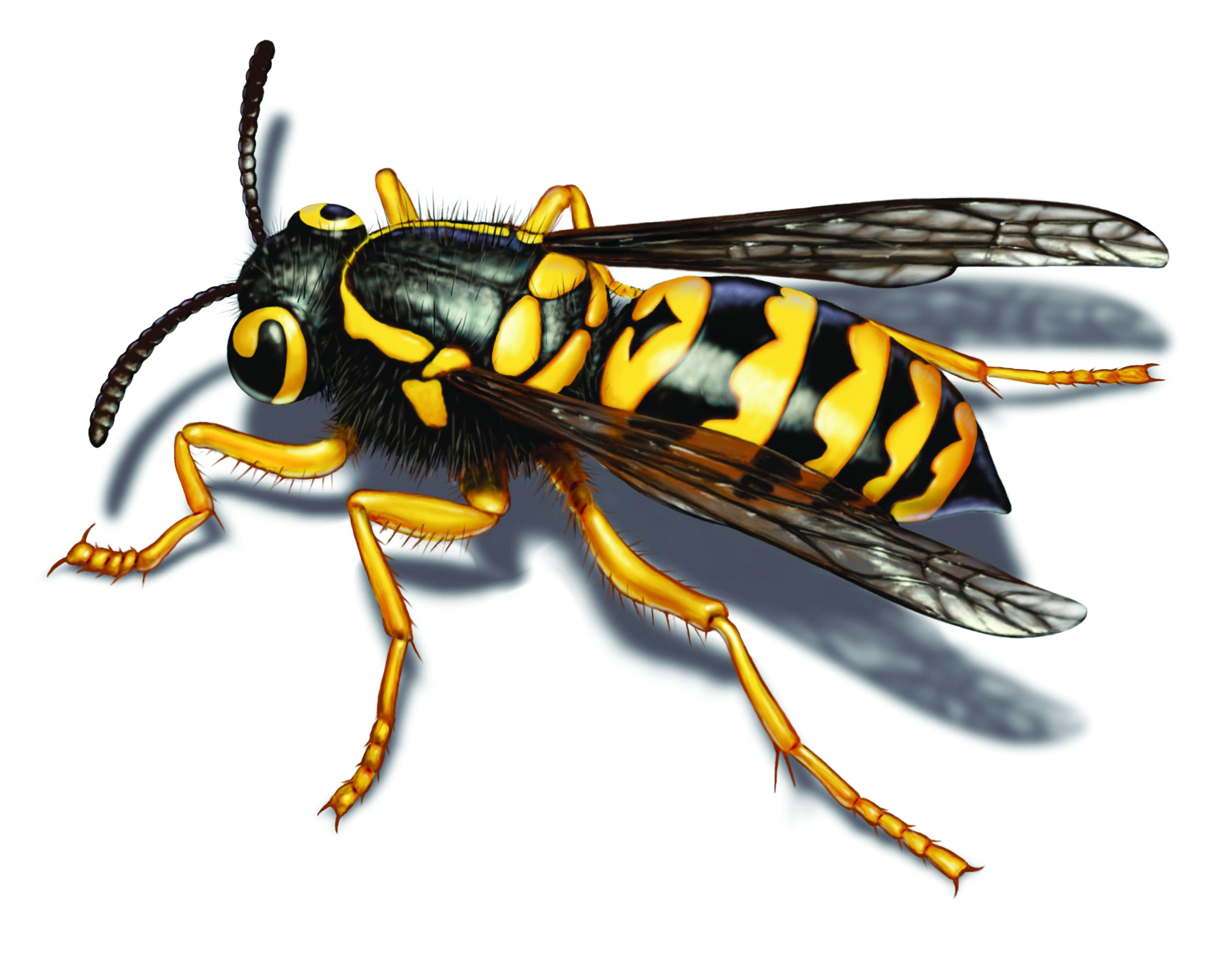 Yellow Jacket Removal - Get Rid of Yellow Jackets