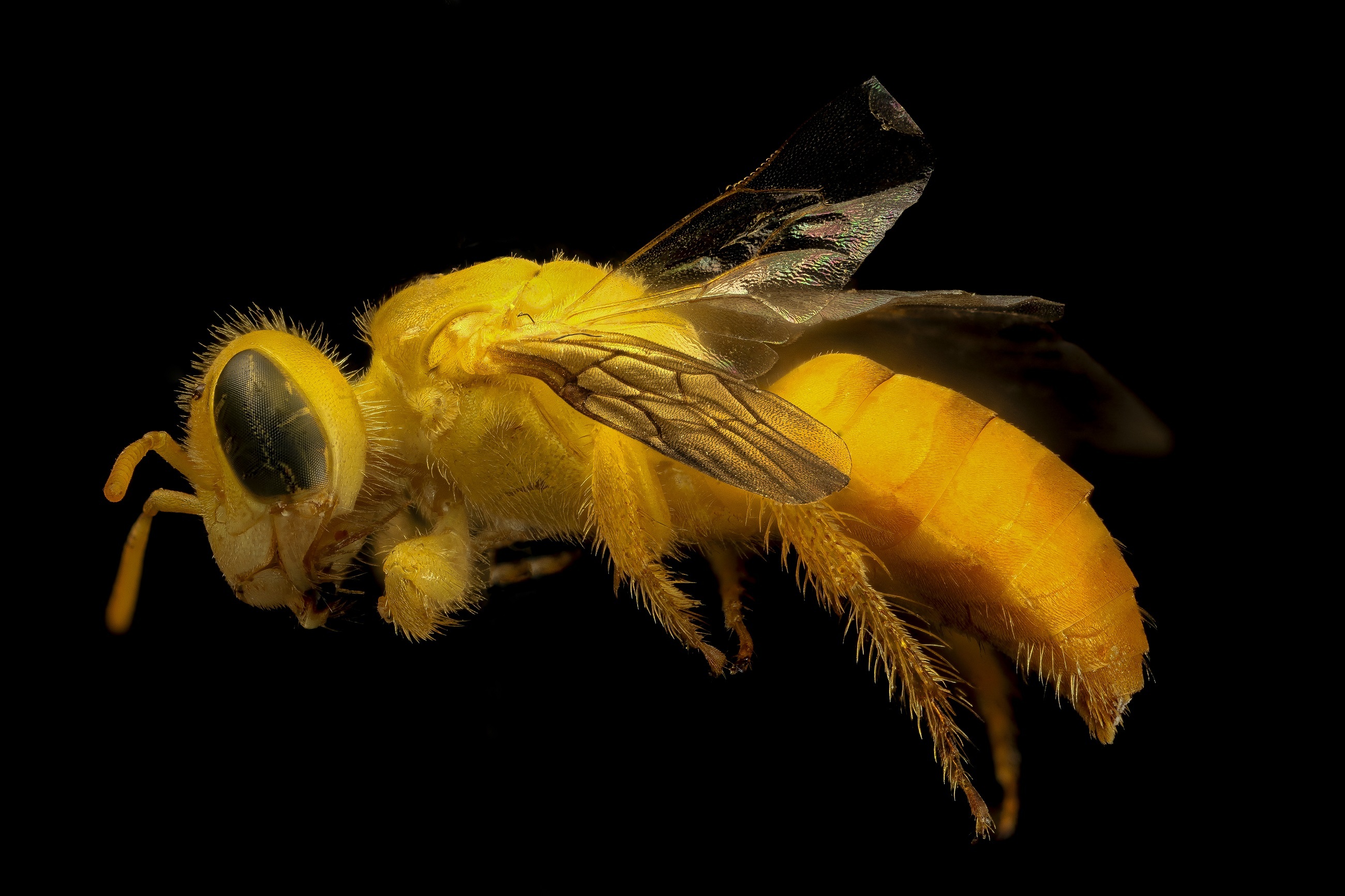 Yellow Bee, Animal, Bee, Fly, Insect, HQ Photo