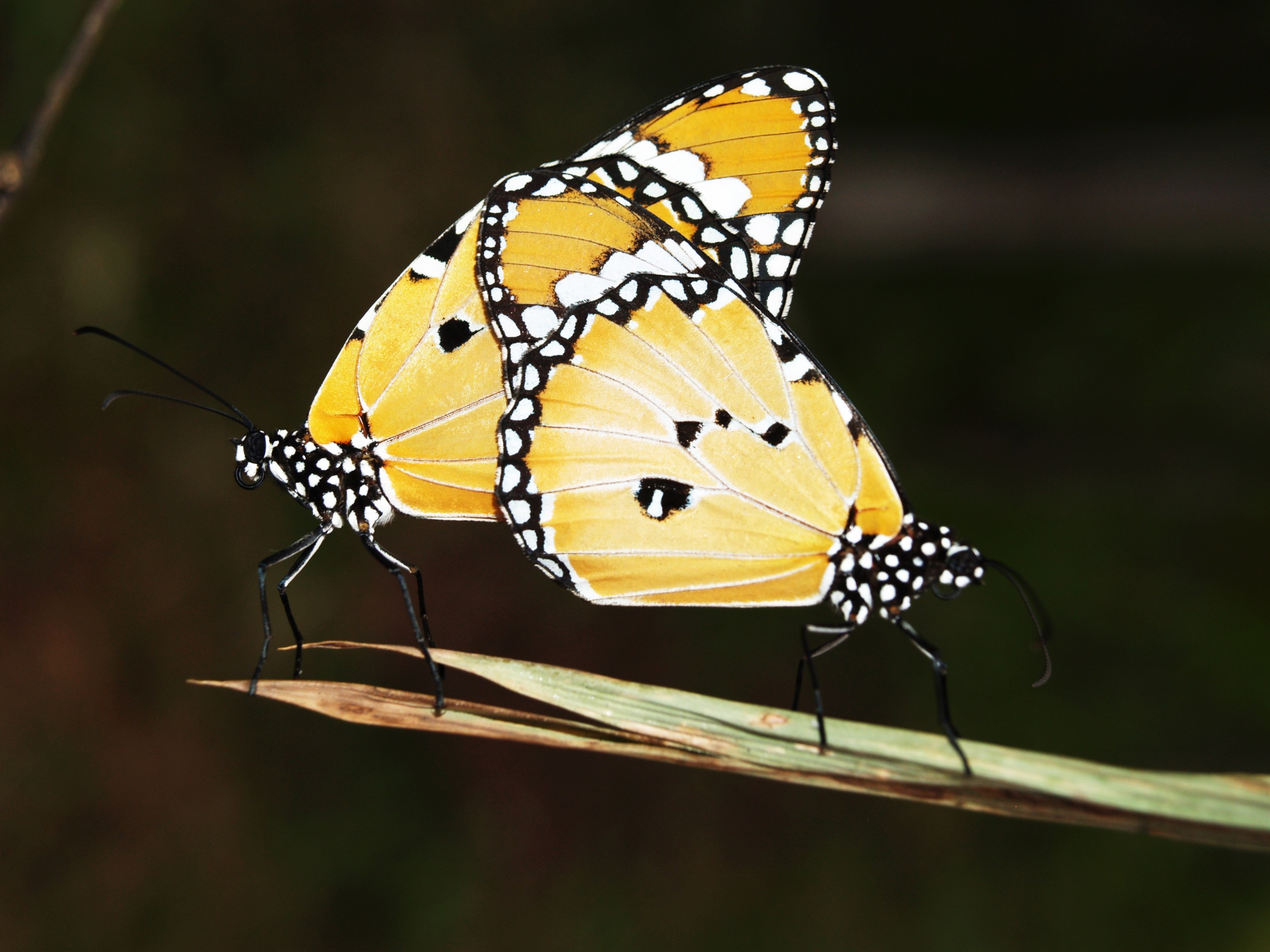 Yellow Black and White Monarch Butterfly, Beautiful, Monarch, Wings, Wildlife, HQ Photo