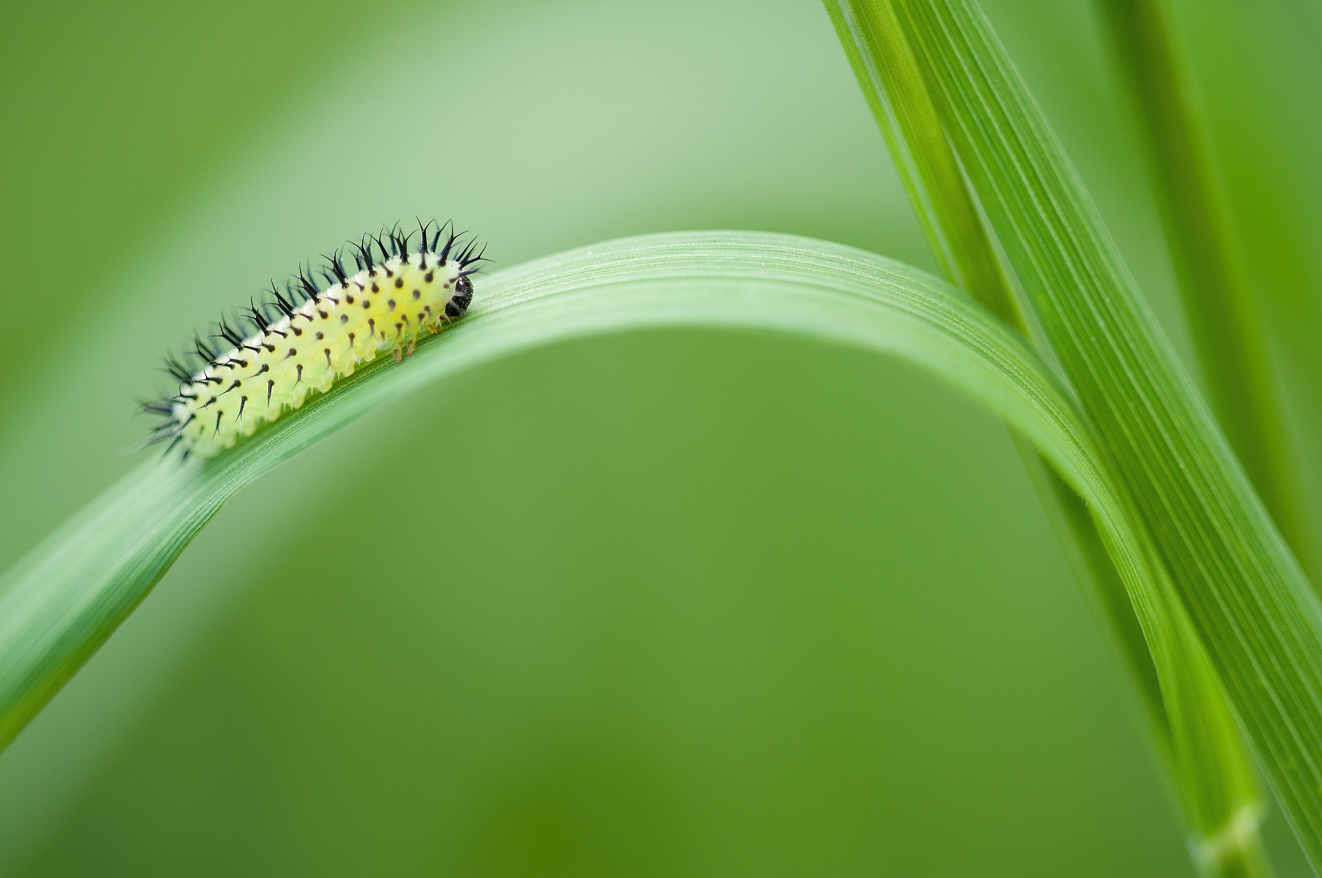 Yellow Black Catterpillar on Grass Leave, Animal, Caterpillar, Close-up, Green, HQ Photo