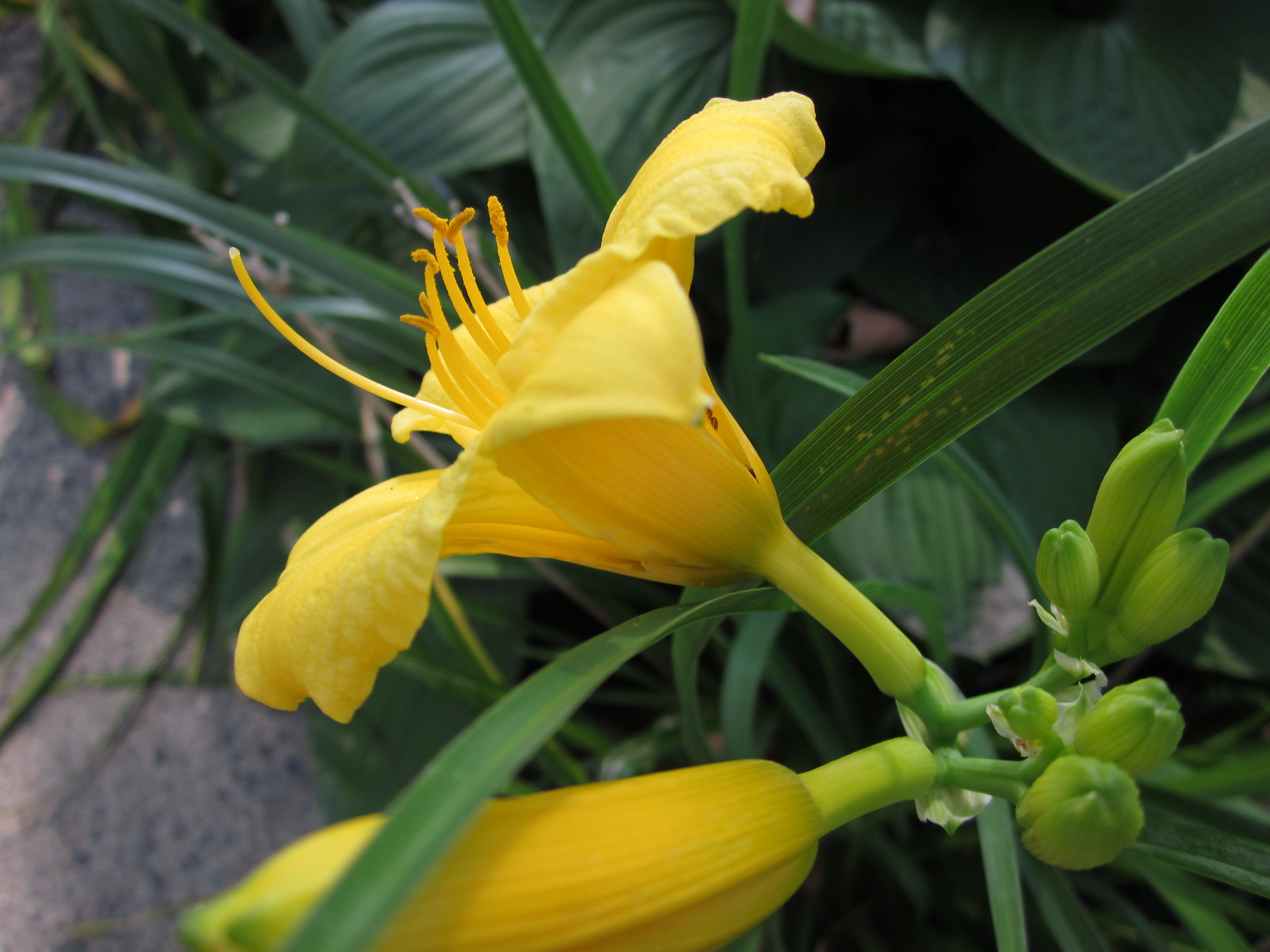Yellow Bloom, Bloom, Flower, Plant, Yellow, HQ Photo