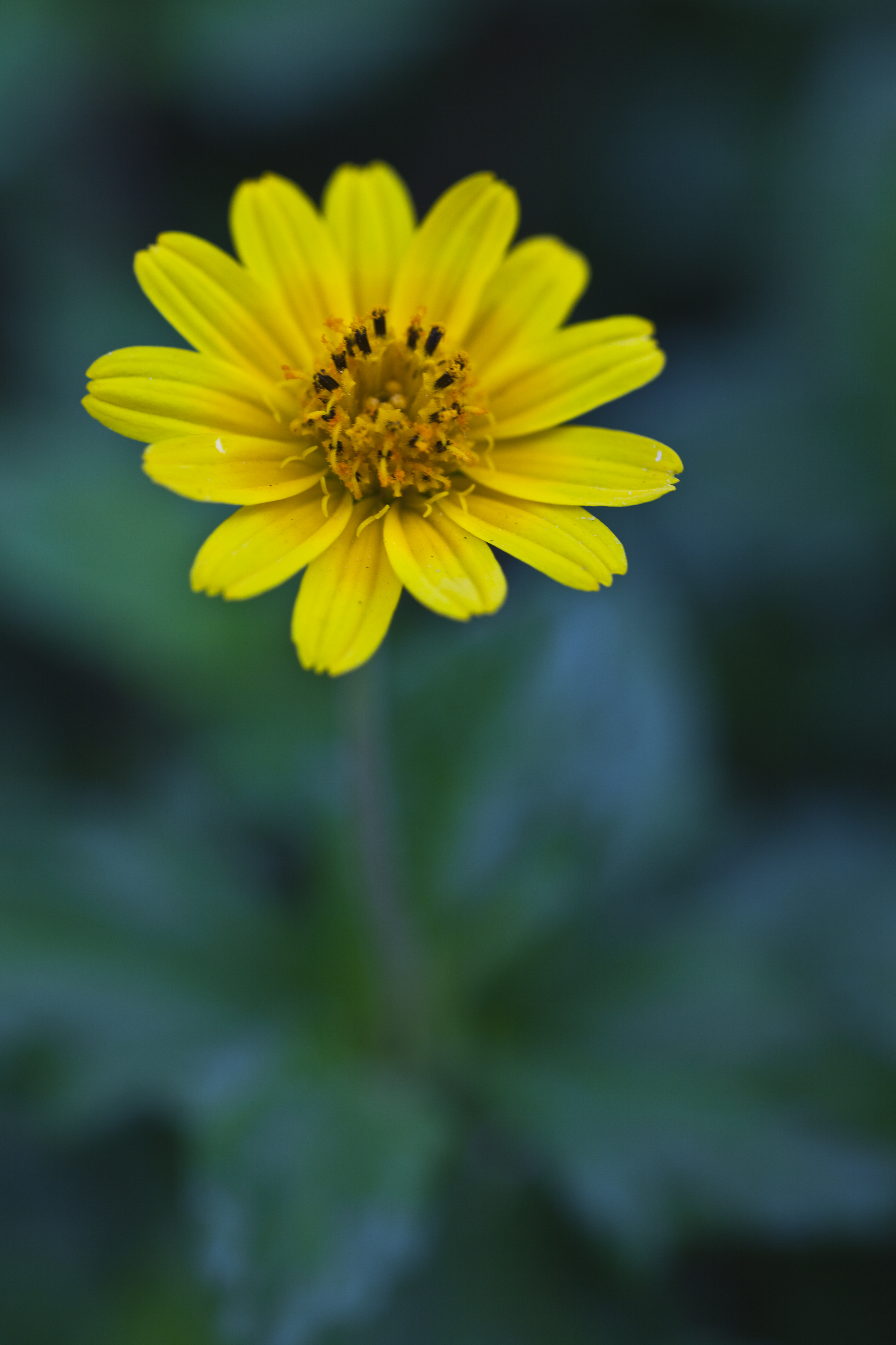 Yellow bloom photo