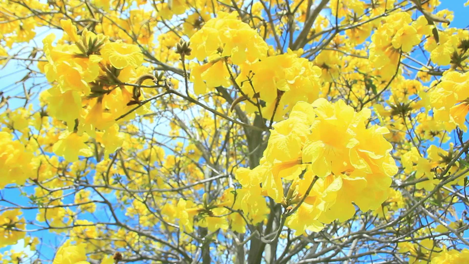 Spectacular Blossom Display - Yellow Trumpet Tree - YouTube