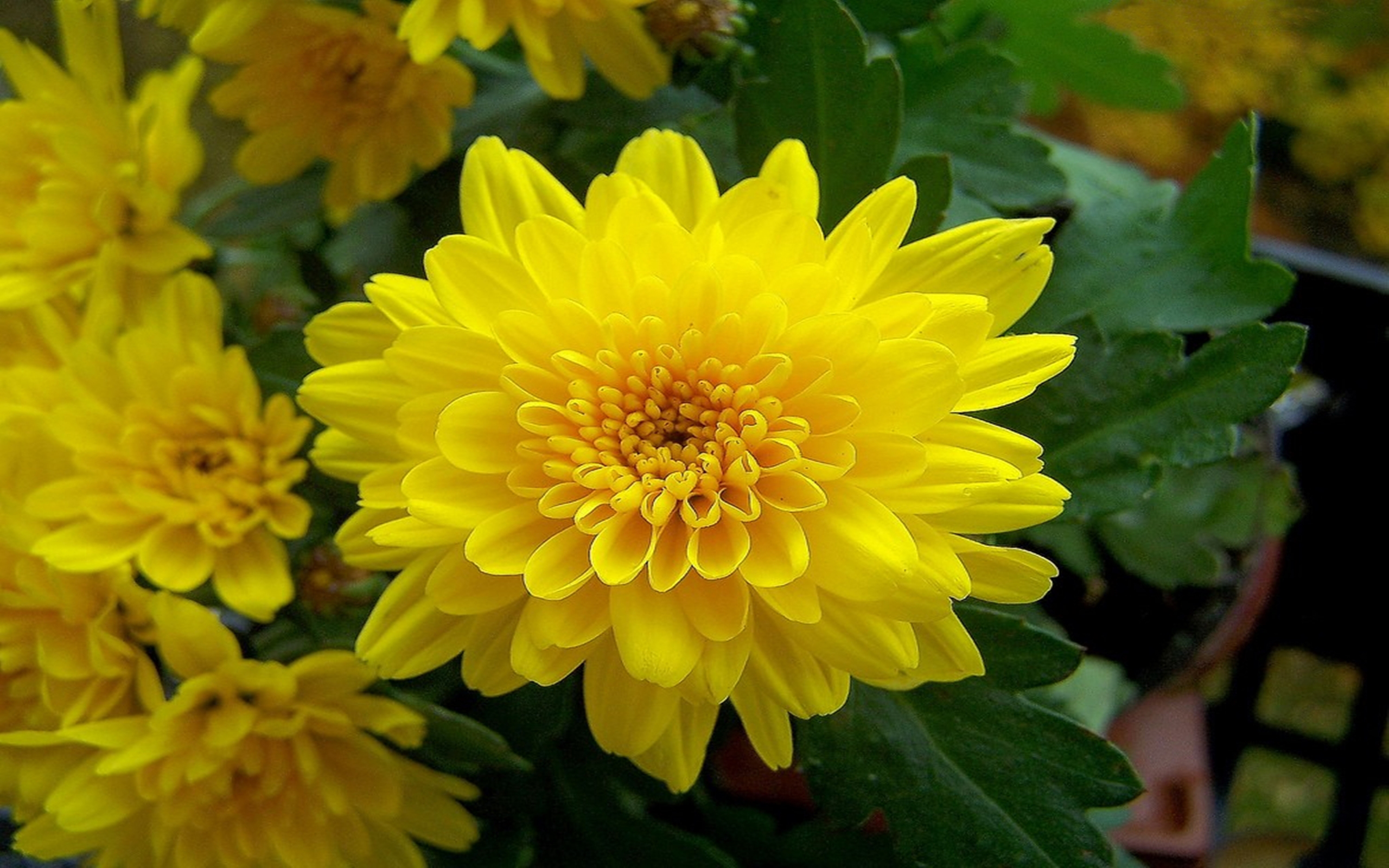 Chrysanthemum Yellow Blossom Flowers Images : Wallpapers13.com